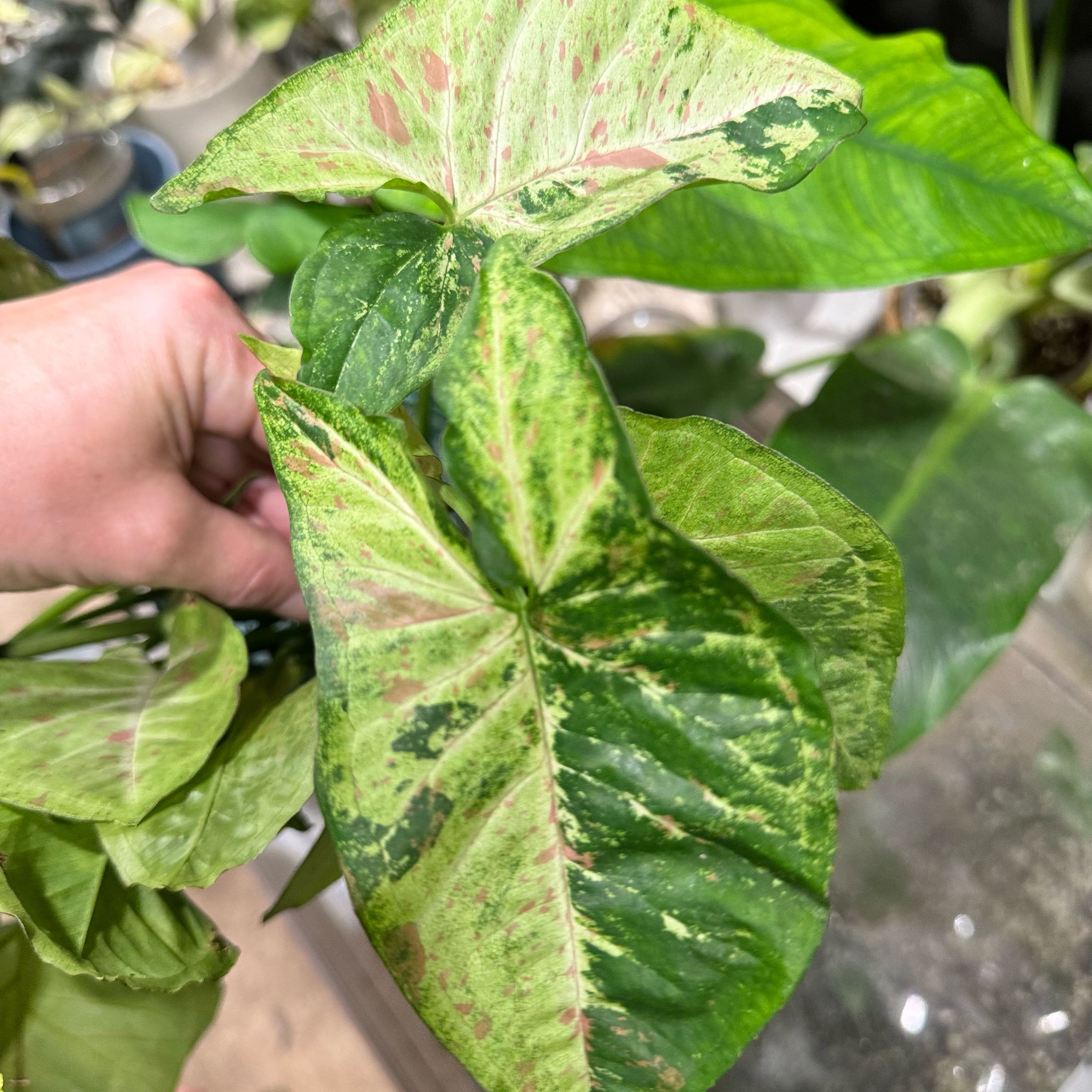 Photo of the plant species Syngonium Confetti Tricolor by @Propa named Syngonium Confetti Tricolor on Greg, the plant care app