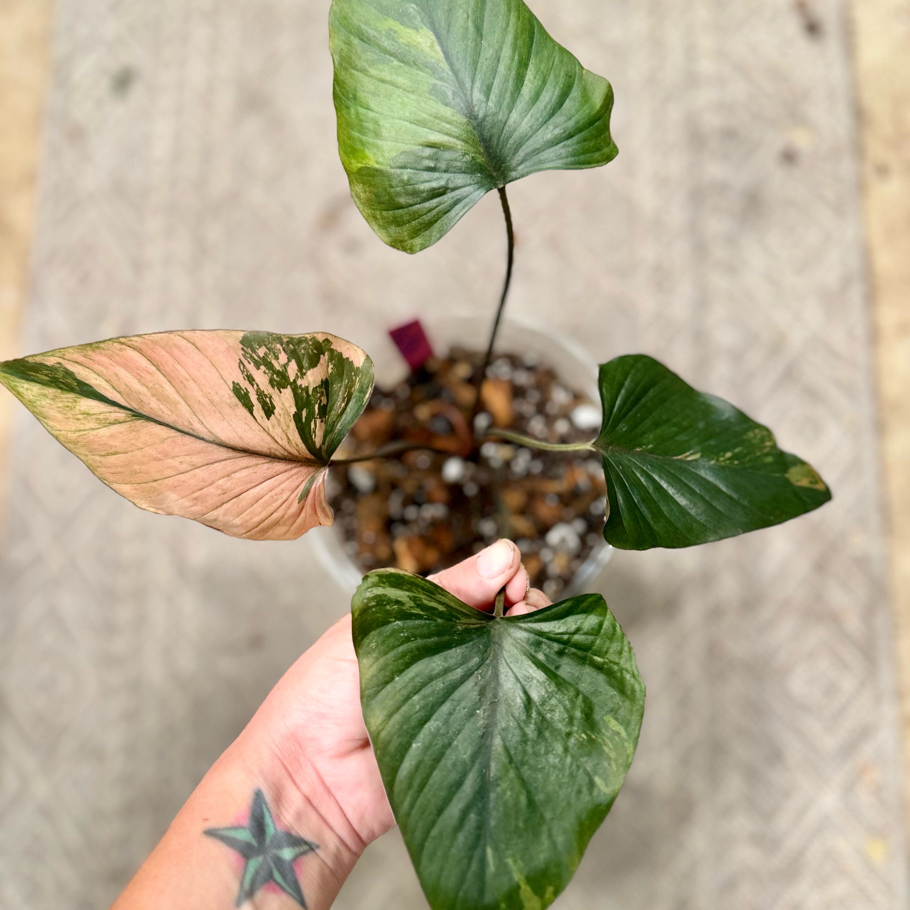 Photo of the plant species Homalomena Pink Diamond by @Propa named Homalomena Pink Diamond on Greg, the plant care app