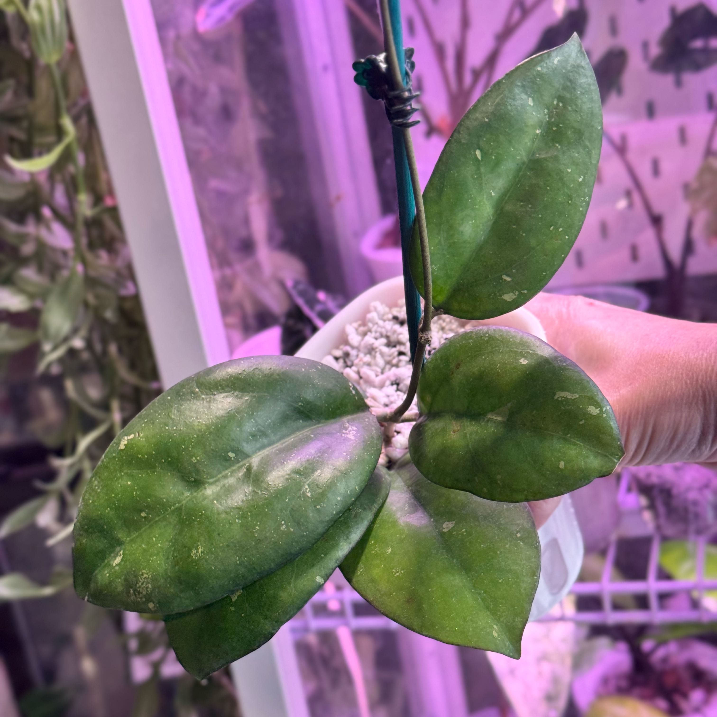 Photo of the plant species Hoya Joy by @Propa named Hoya Joy on Greg, the plant care app