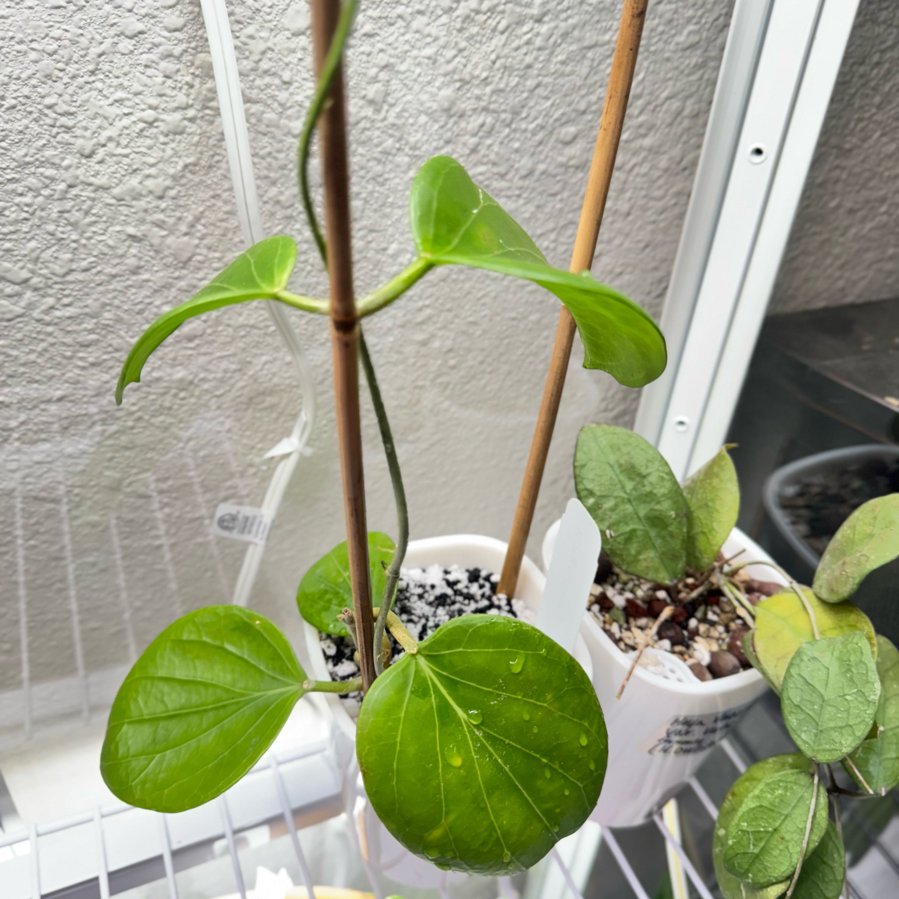 Photo of the plant species Hoya cominsii by @Propa named Hoya Cominsii on Greg, the plant care app