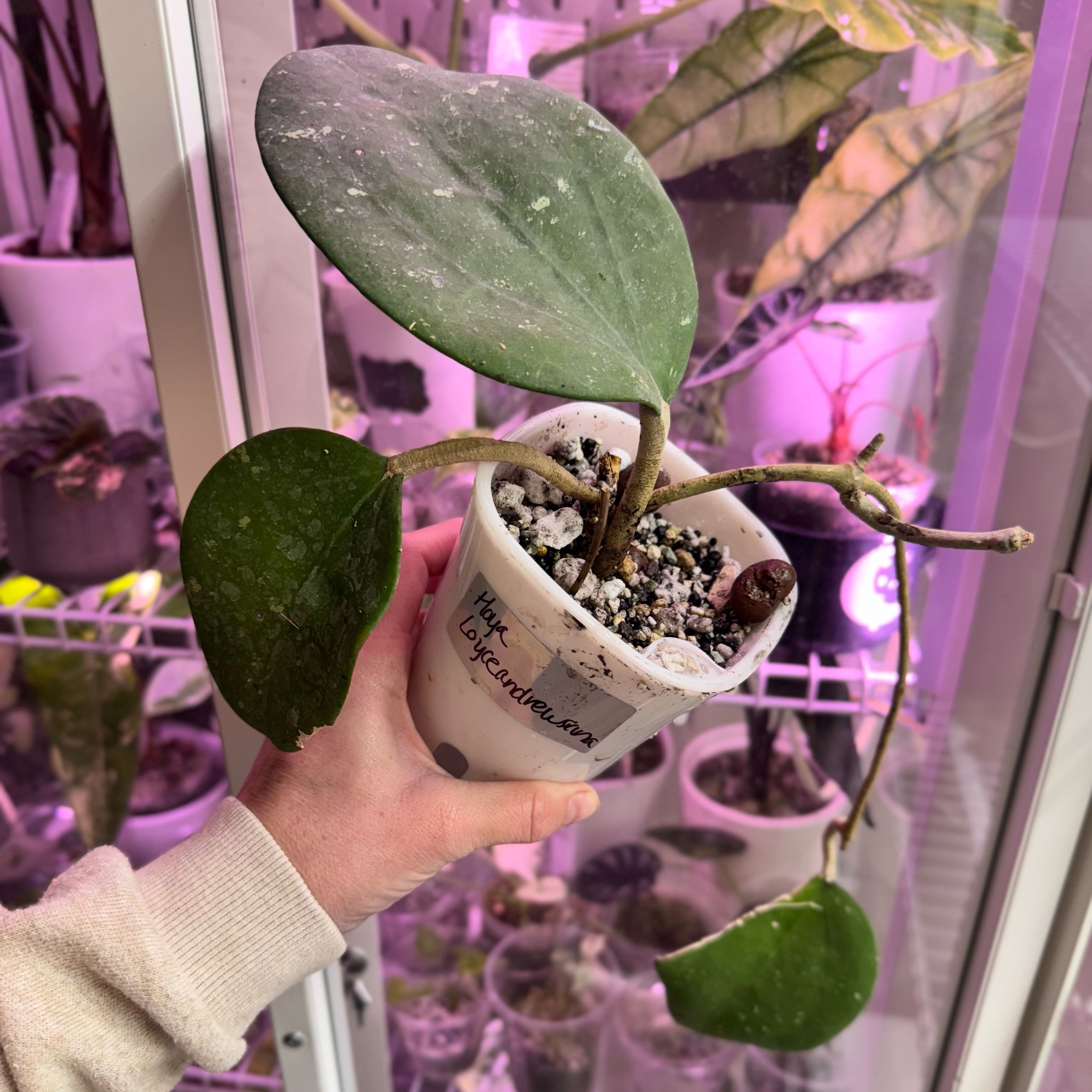 Photo of the plant species Hoya 'Loyce Andrews' by @Propa named Hoya Loyce Andrew’s on Greg, the plant care app