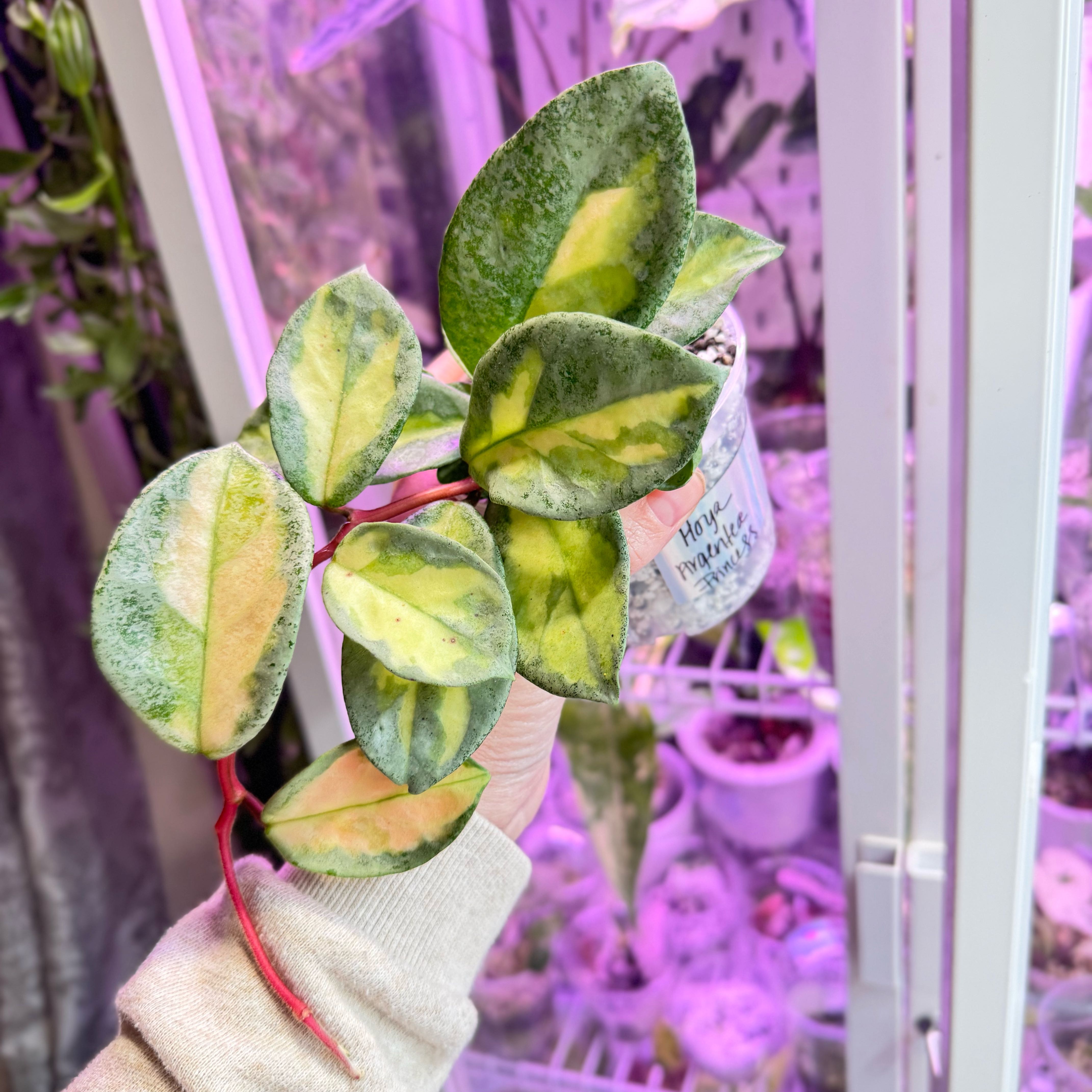 Photo of the plant species Hoya Argentea Princess by @Propa named Hoya Argentea Princess on Greg, the plant care app