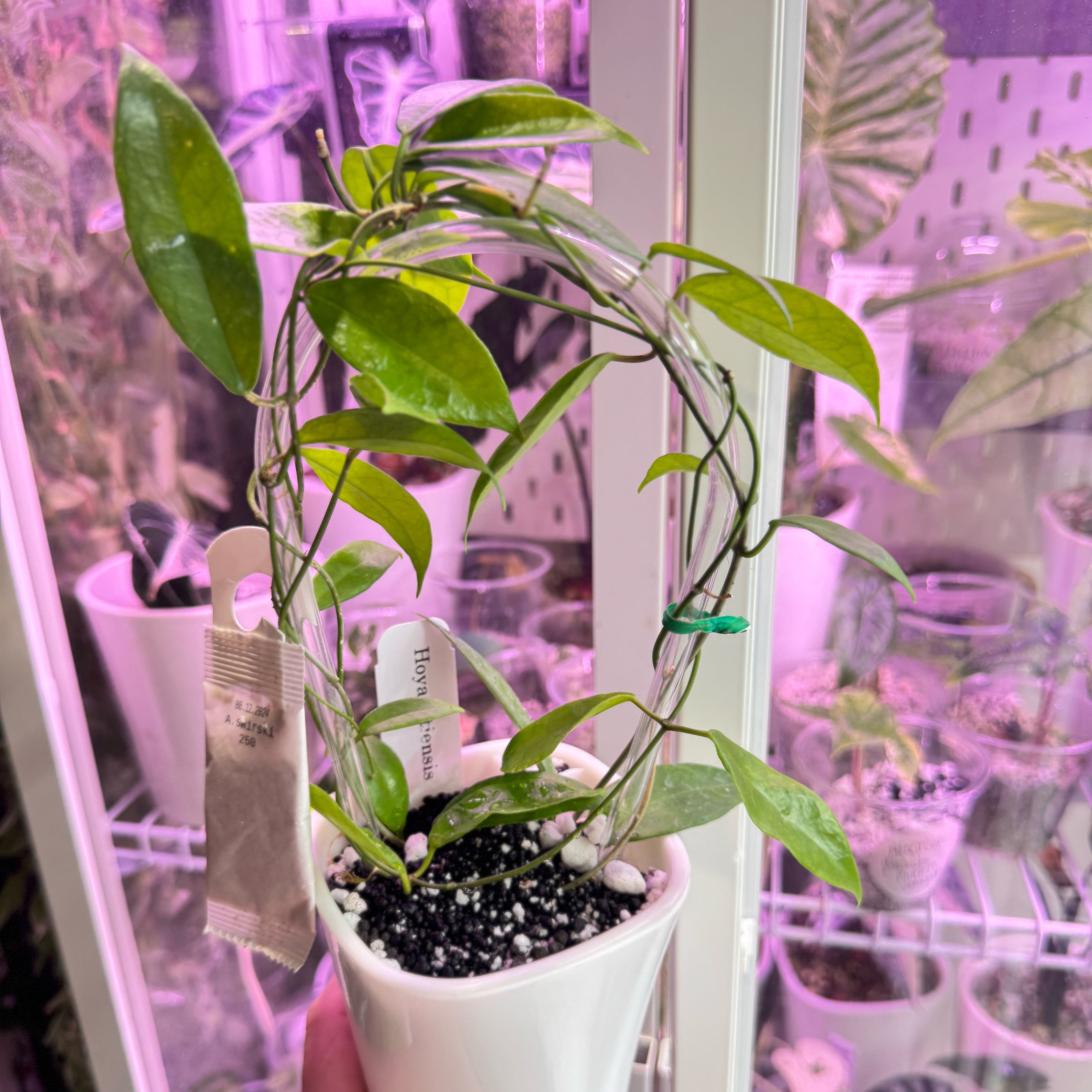 Photo of the plant species Hoya vitiensis by @Propa named Hoya Vitiensis on Greg, the plant care app