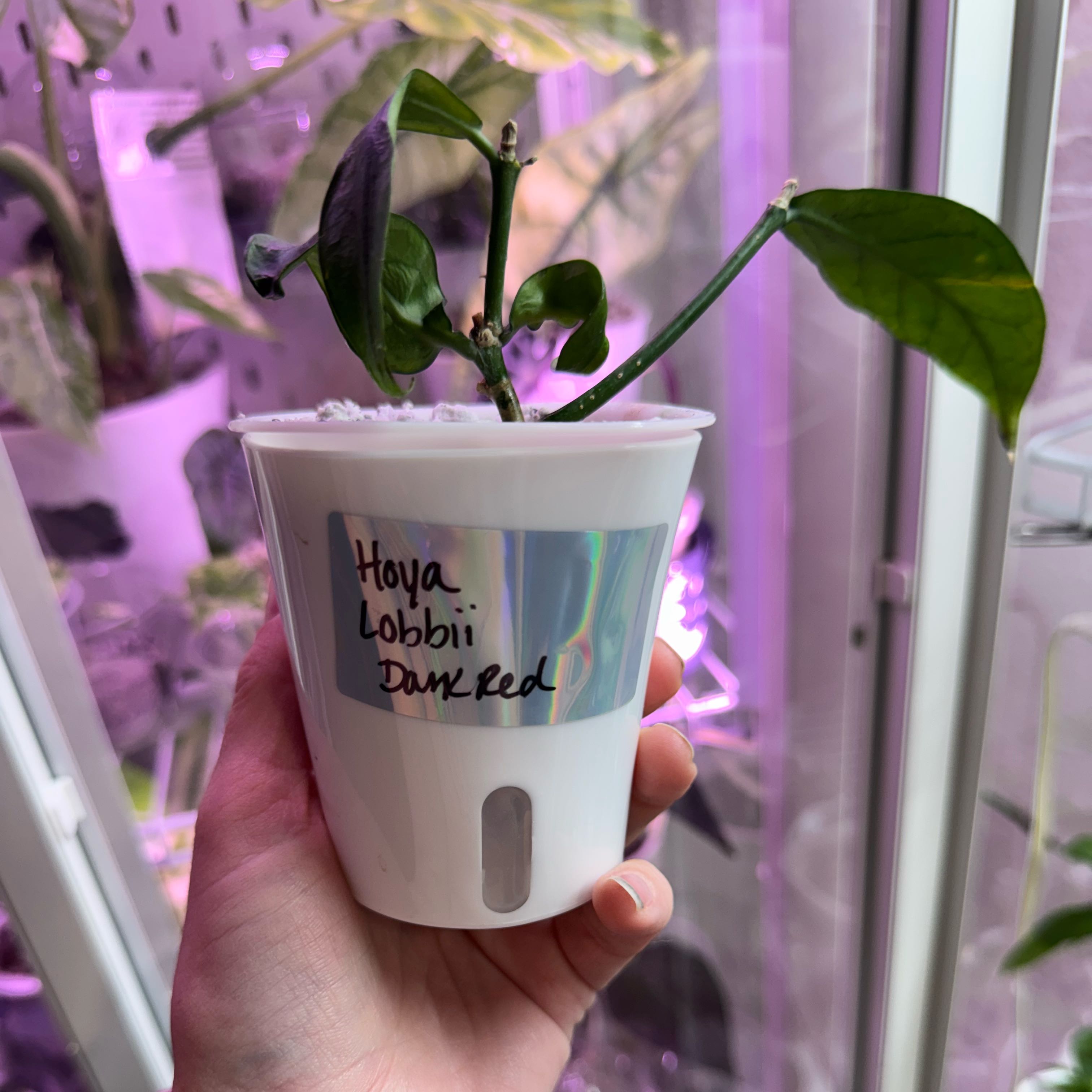 Photo of the plant species Hoya lobbii by @Propa named Hoya Lobbii dark red on Greg, the plant care app
