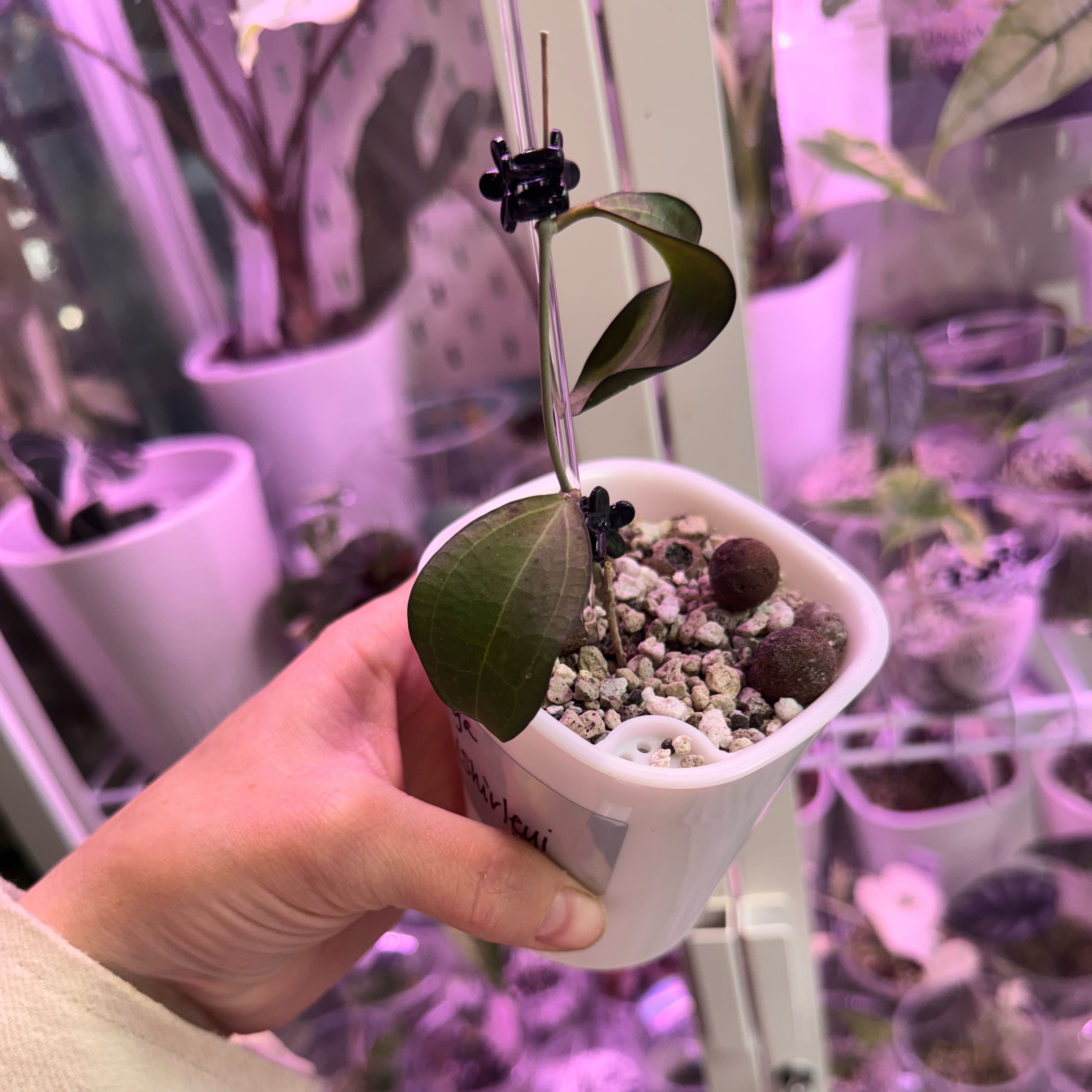 Photo of the plant species Paul Shirley's Hoya by @Propa named Hoya Paulshirleyi on Greg, the plant care app