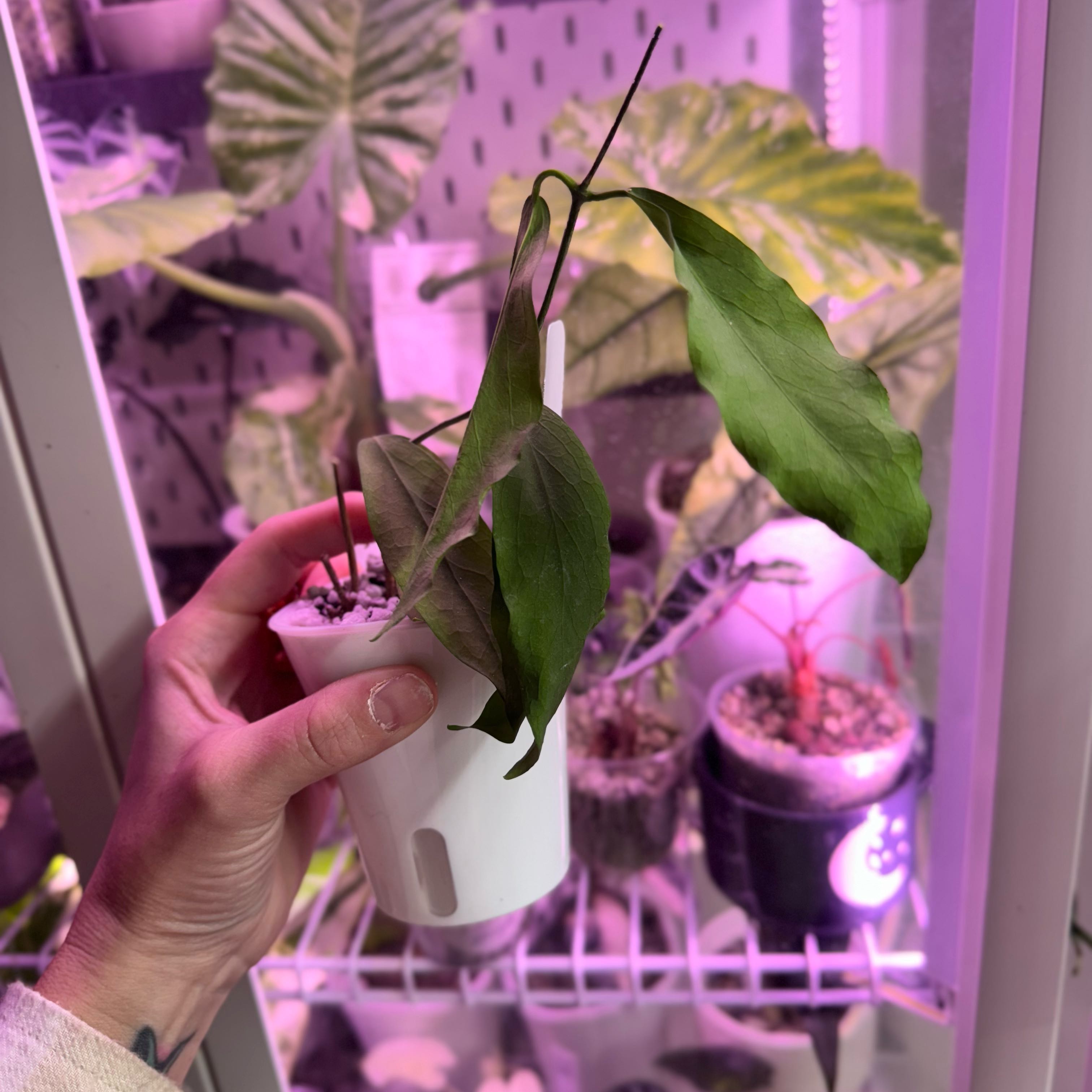 Photo of the plant species Hoya pimenteliana by @Propa named Hoya Pimenteliana on Greg, the plant care app