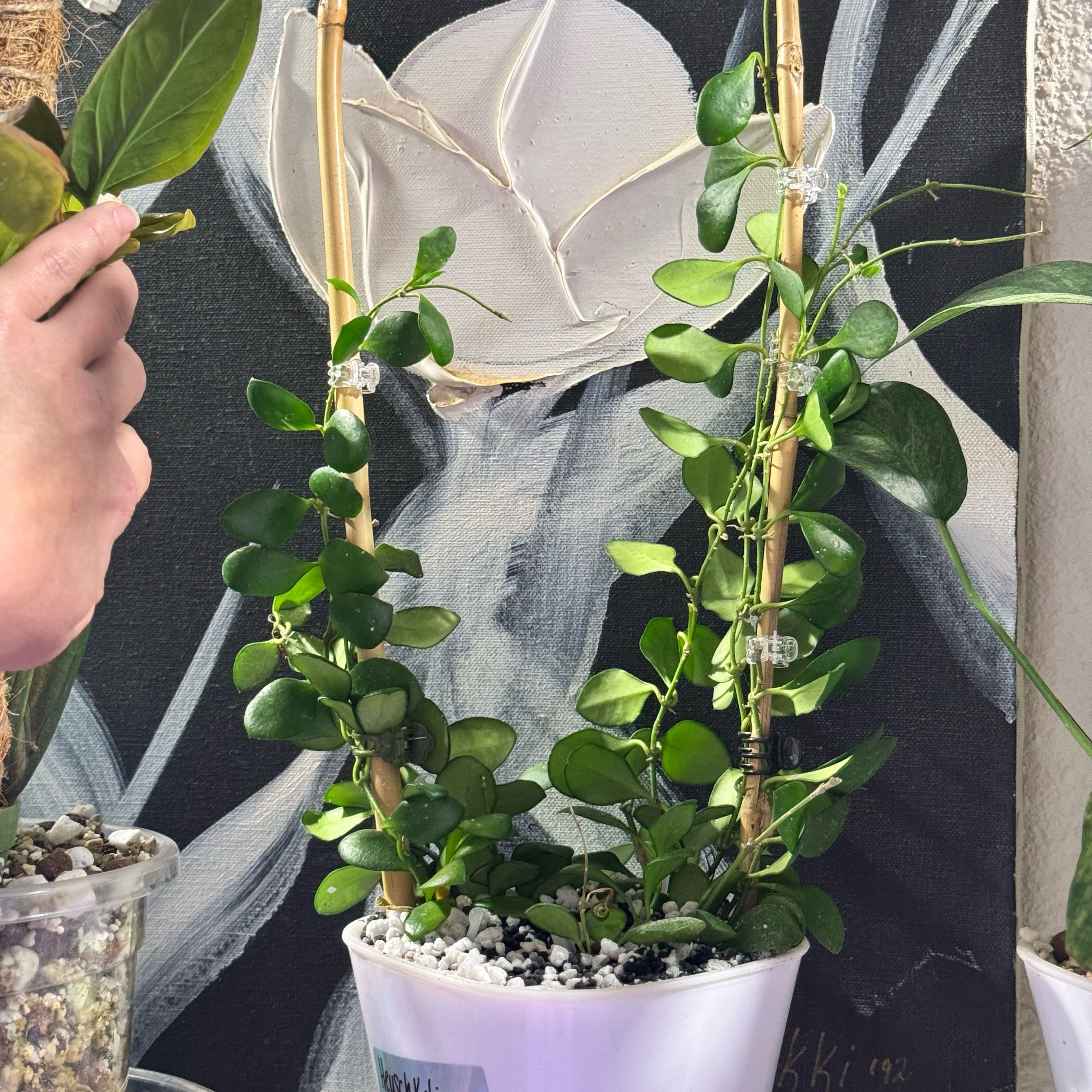 Photo of the plant species Hoya 'Heuschkeliana Yellow' by @Propa named Hoya Heuschkeliana Yellow on Greg, the plant care app