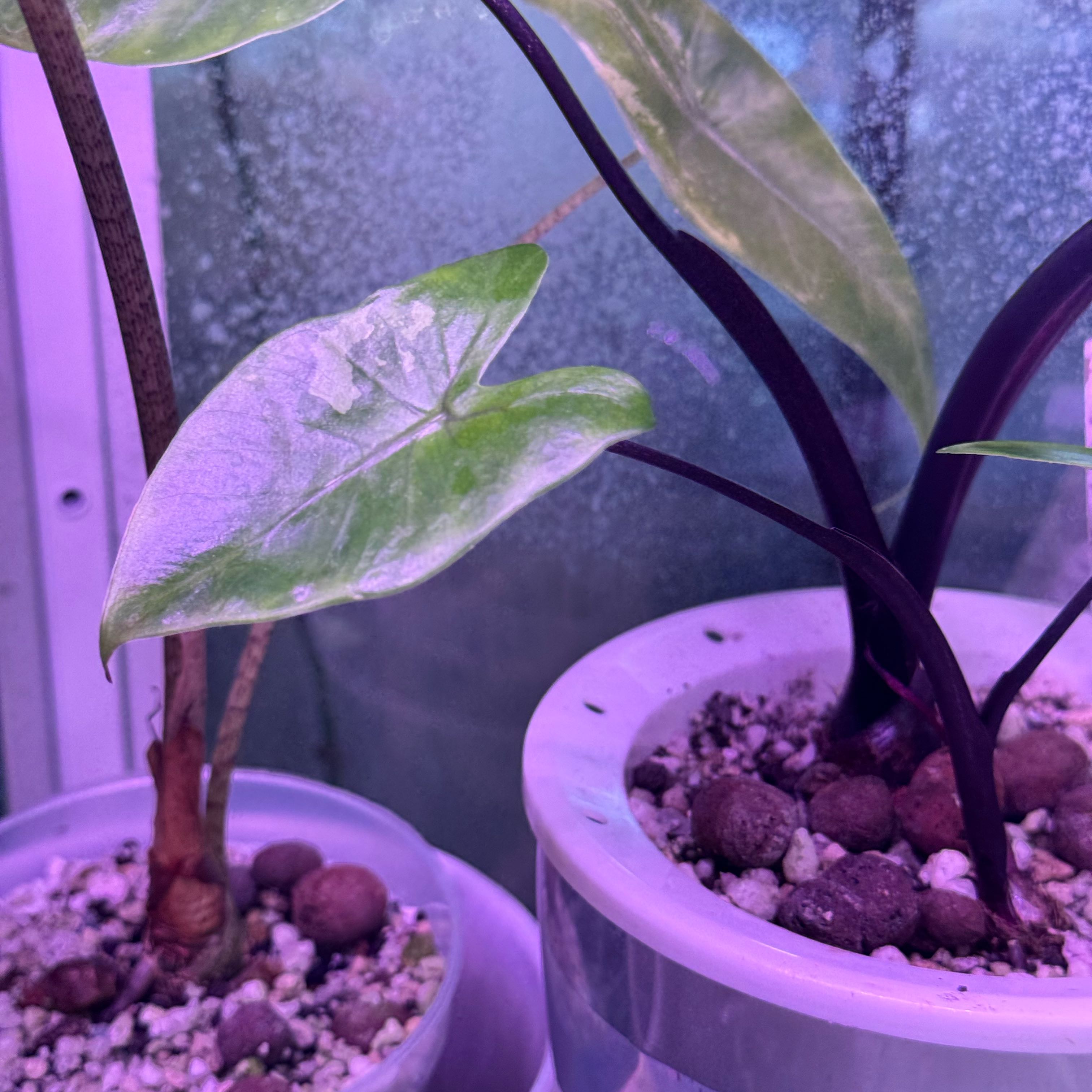 Photo of the plant species Alocasia Black Stem Variegated by @Propa named Alocasia Black Stem Variegated on Greg, the plant care app