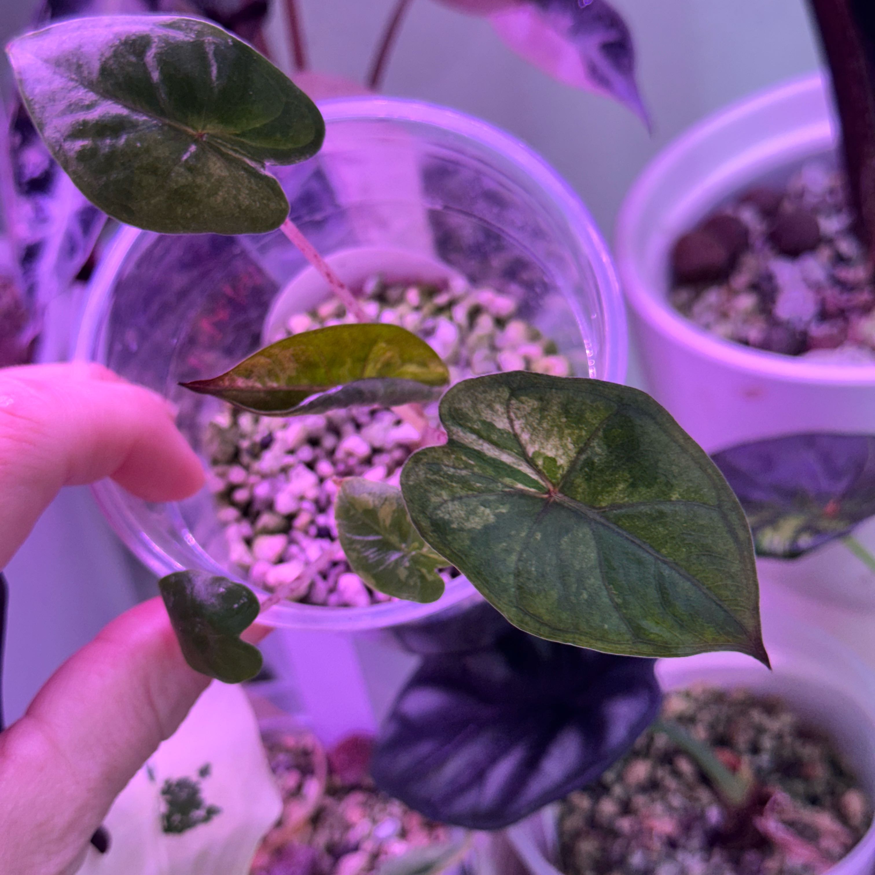 Photo of the plant species Alocasia Yucatan Princess Variegata by @Propa named Alocasia Yucatán Princess Variegated on Greg, the plant care app