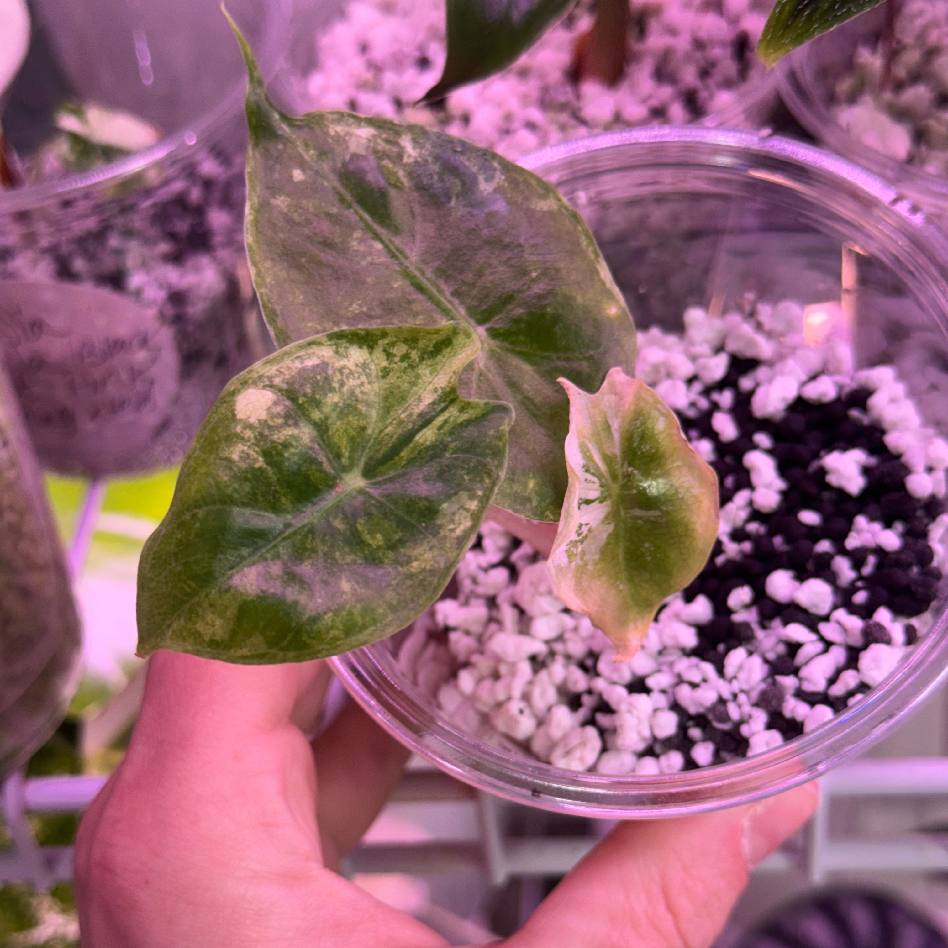 Photo of the plant species Alocasia Nairobi Nights Albo Pink by @Propa named Alocasia Nairobi Nights Variegated on Greg, the plant care app