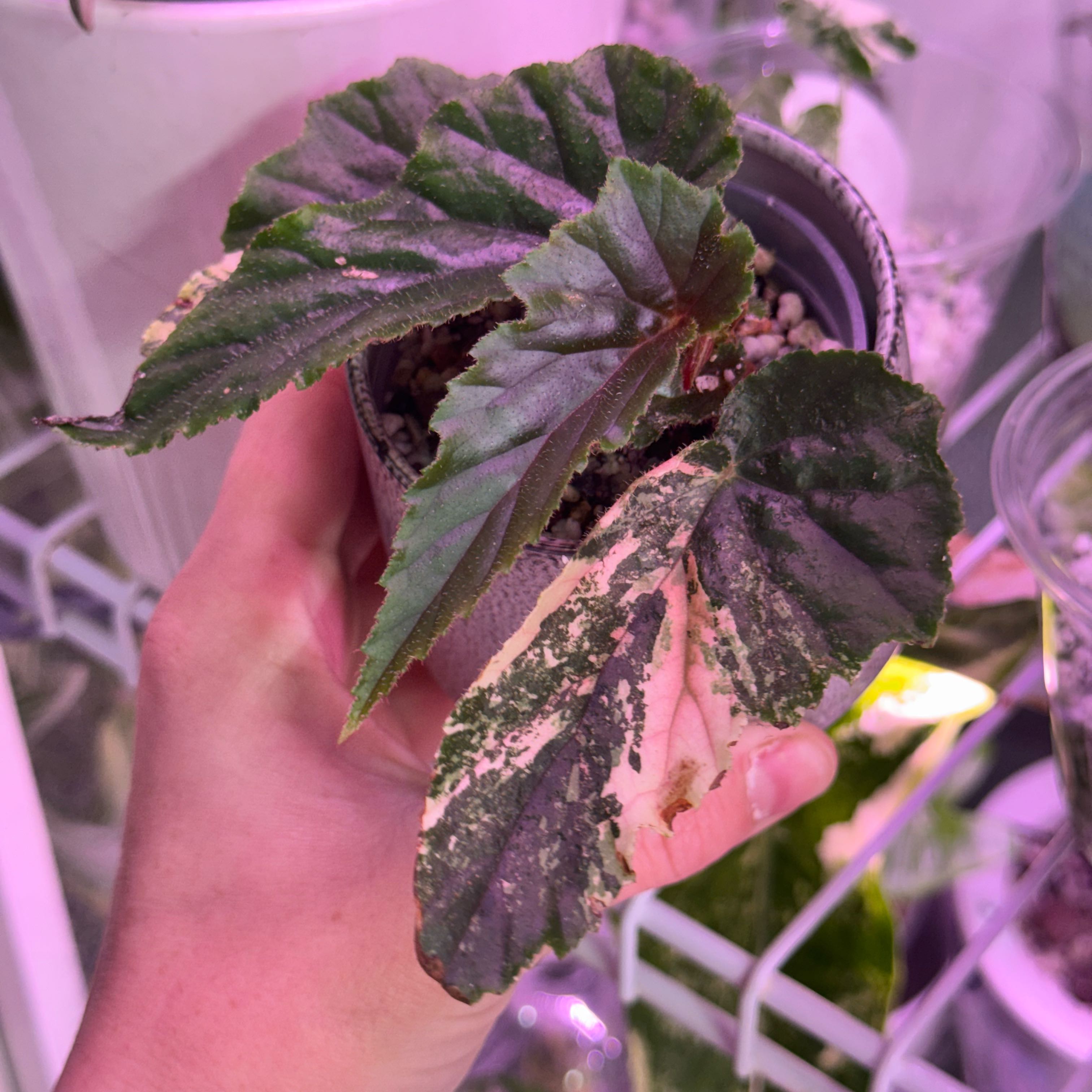Photo of the plant species Begonia 'Ginny Galaxy' by @Propa named Begonia Ginny Galaxy Prop on Greg, the plant care app