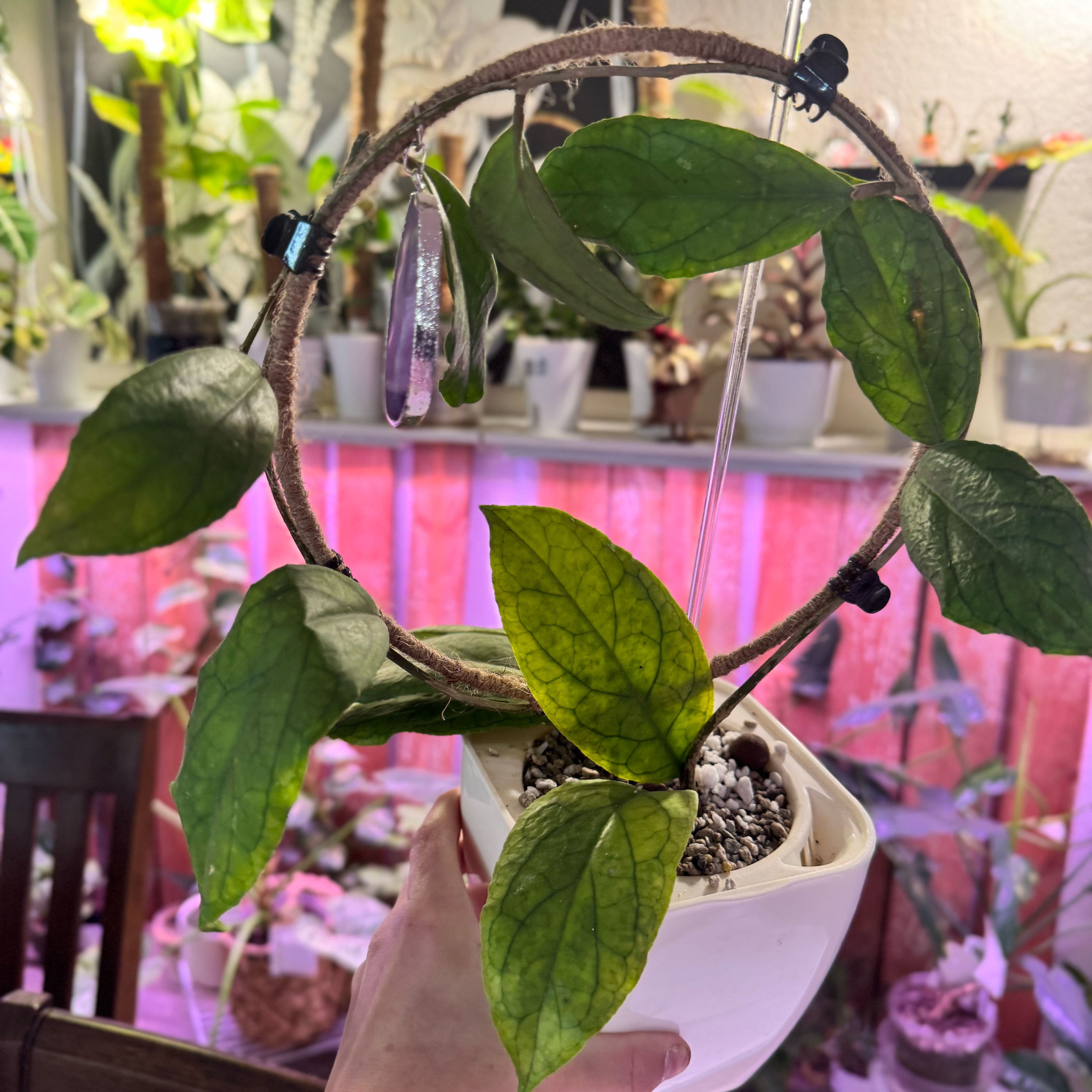 Photo of the plant species Hoya ranauensis by @Propa named Hoya Ranauensis on Greg, the plant care app