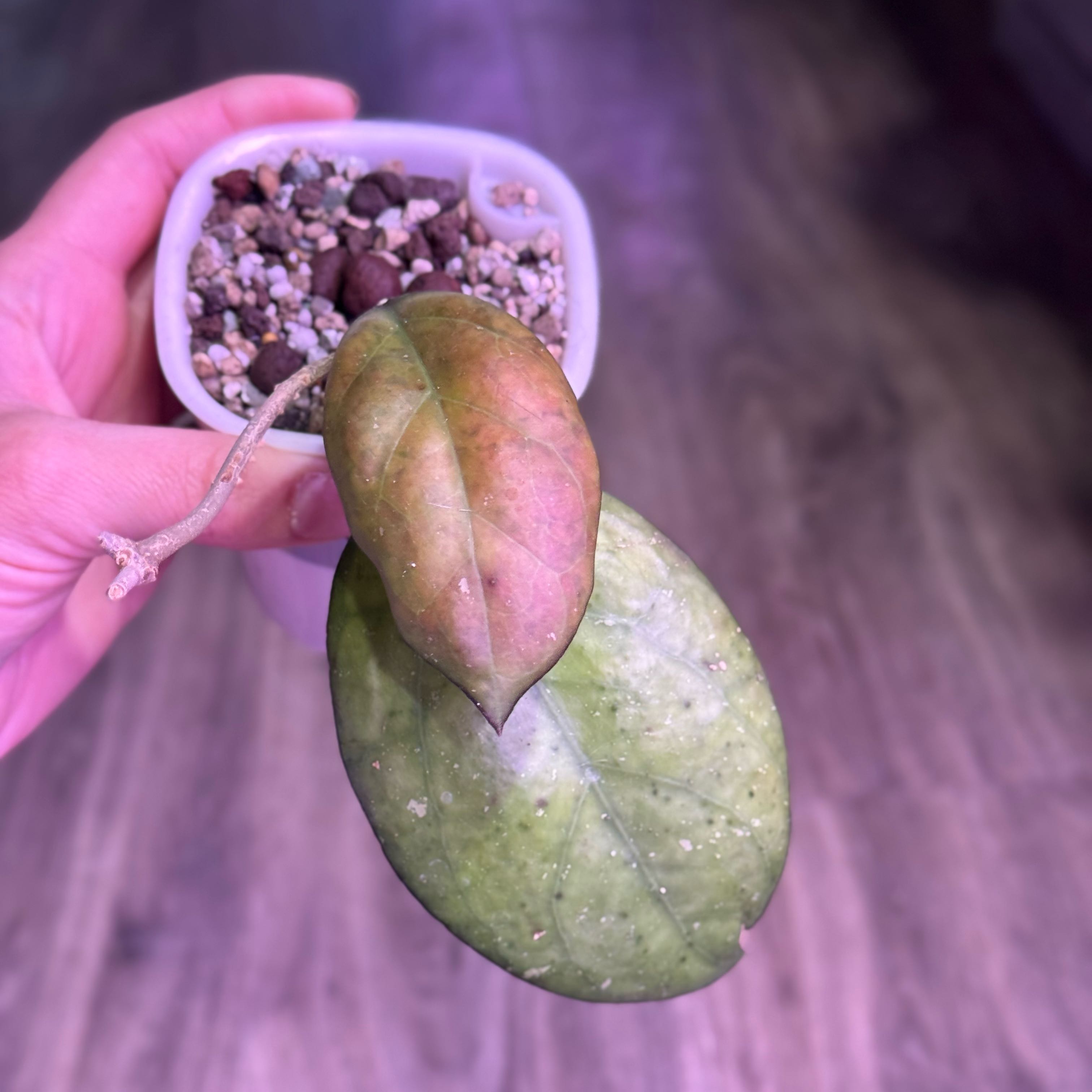 Photo of the plant species Hoya Joy by @Propa named Hoya Joy on Greg, the plant care app