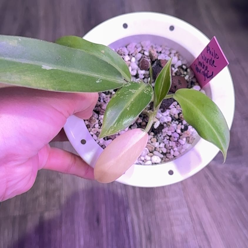 Photo of the plant species Philodendron 'Wend-imbe' by @Propa named Philodendron Wende Imbe Variegated on Greg, the plant care app