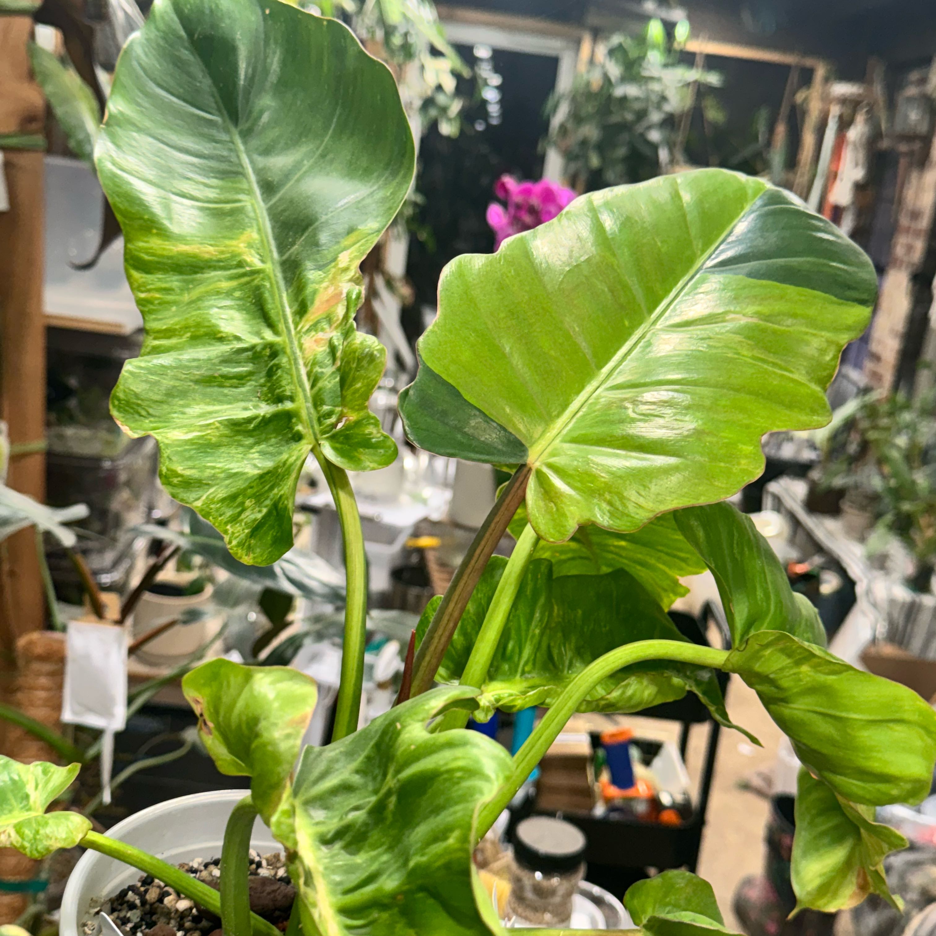 Photo of the plant species Jungle Fever Philodendron by @Propa named Philodendron Jungle Fever on Greg, the plant care app