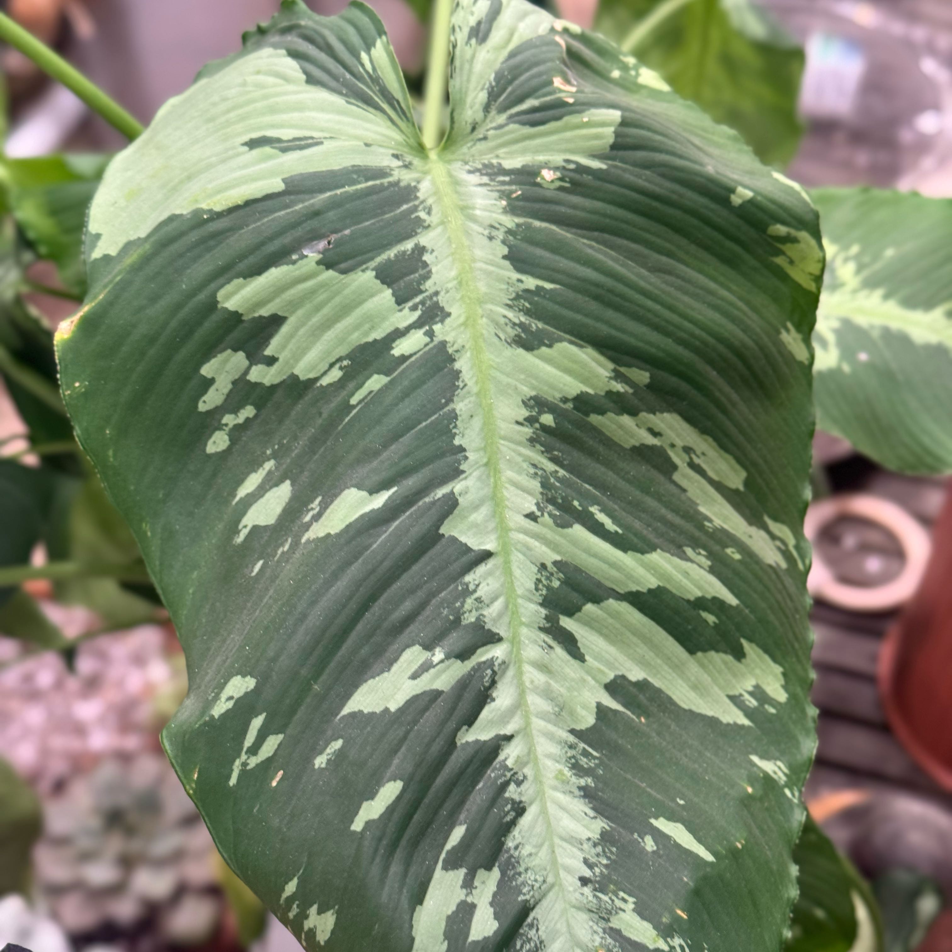 Photo of the plant species Schismatoglottis pusilla by @Propa named Schismatoglottis Pusilla on Greg, the plant care app