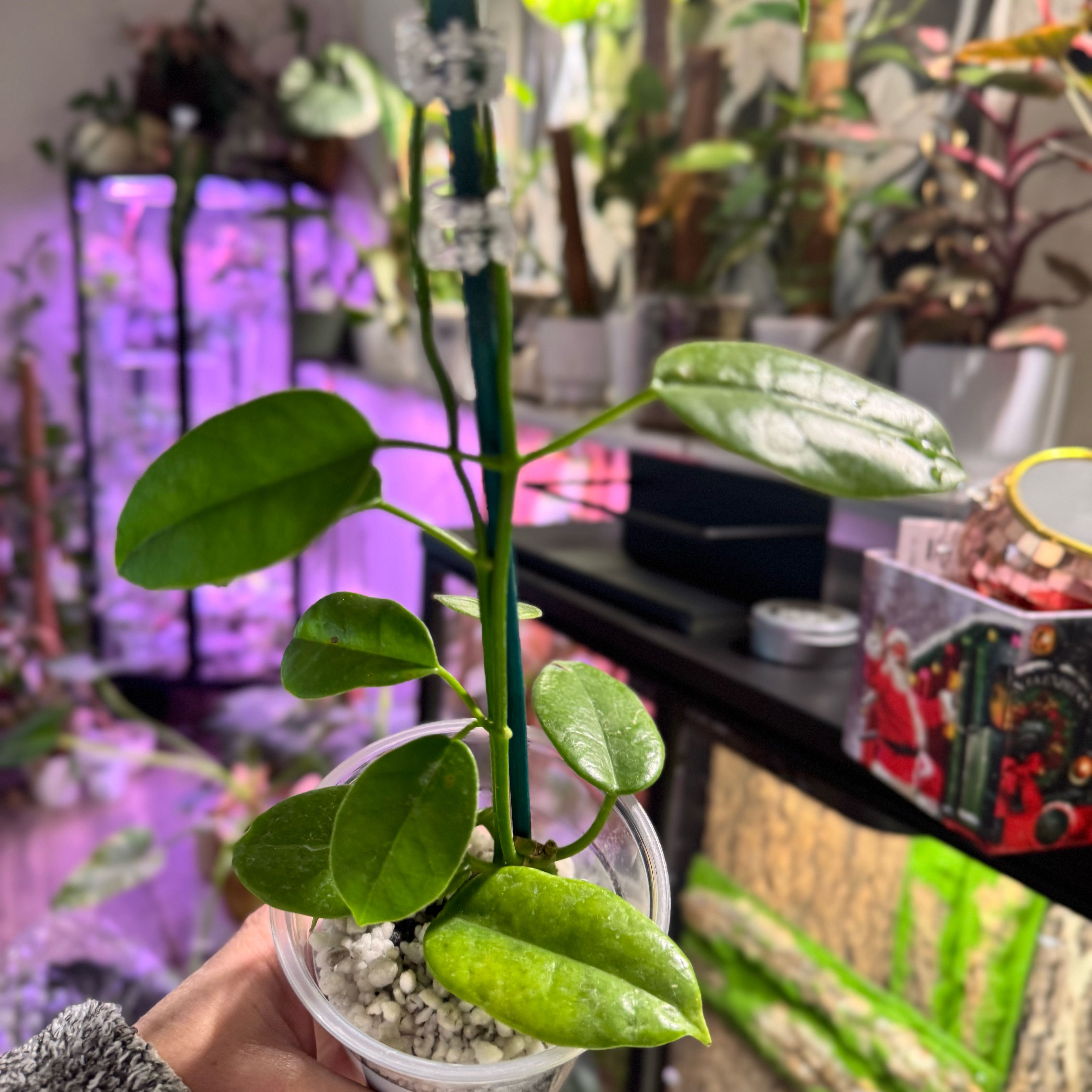 Photo of the plant species Hoya 'Ruthie' by @Propa named Hoya Ruthie on Greg, the plant care app
