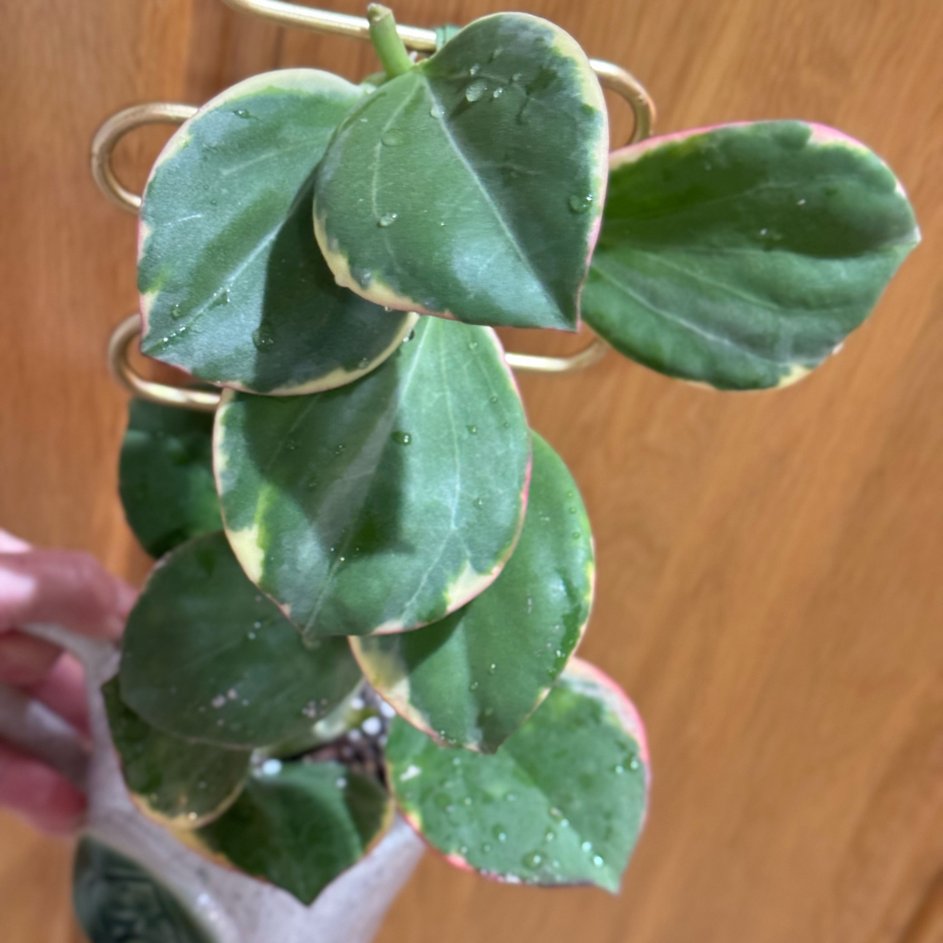 Photo of the plant species Variegated Hoya Pachycleda by @Propa named Hoya Pachyclada New Moon on Greg, the plant care app