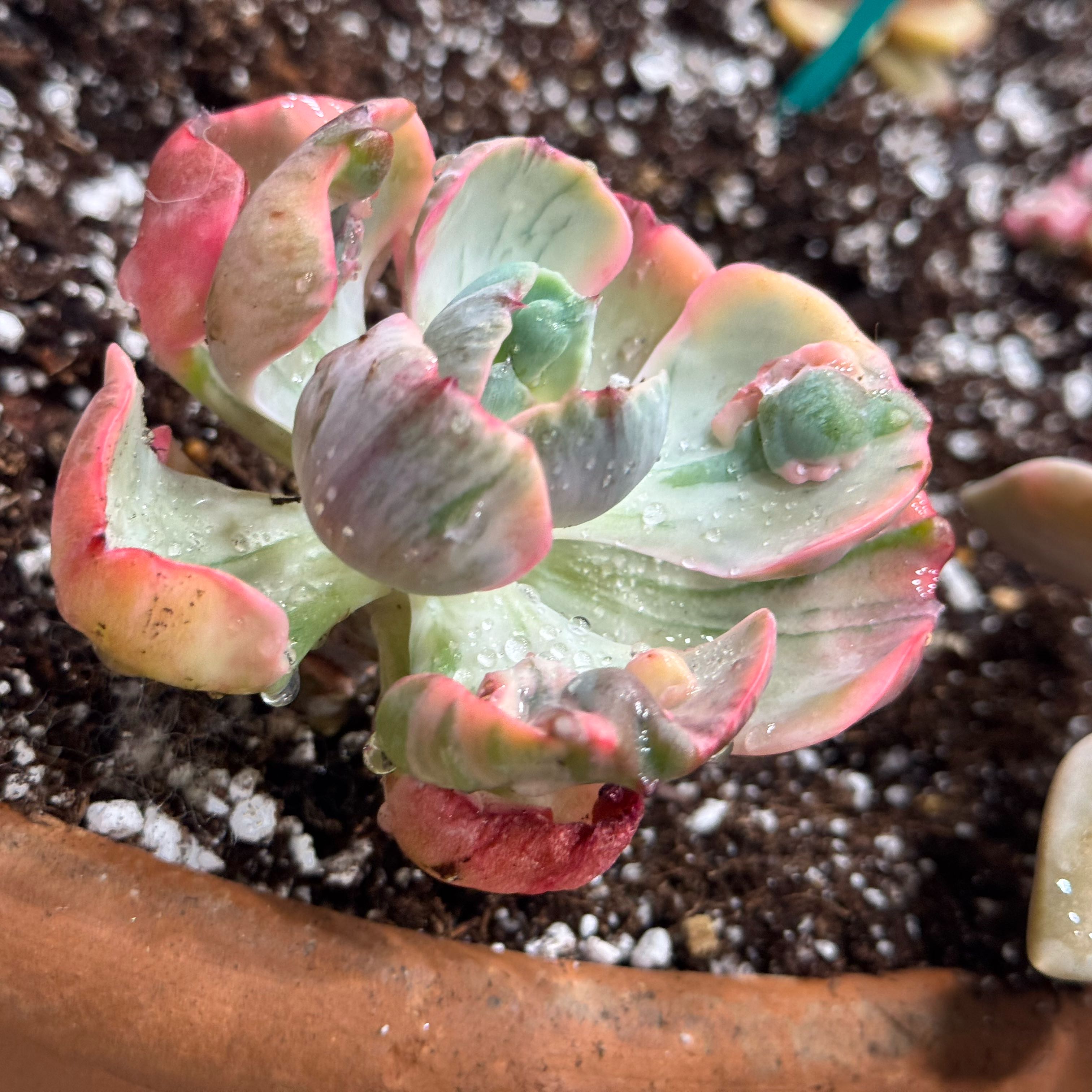 Photo of the plant species Beyonce Rainbow Echeveria by @Propa named Echeveria Beyoncé on Greg, the plant care app
