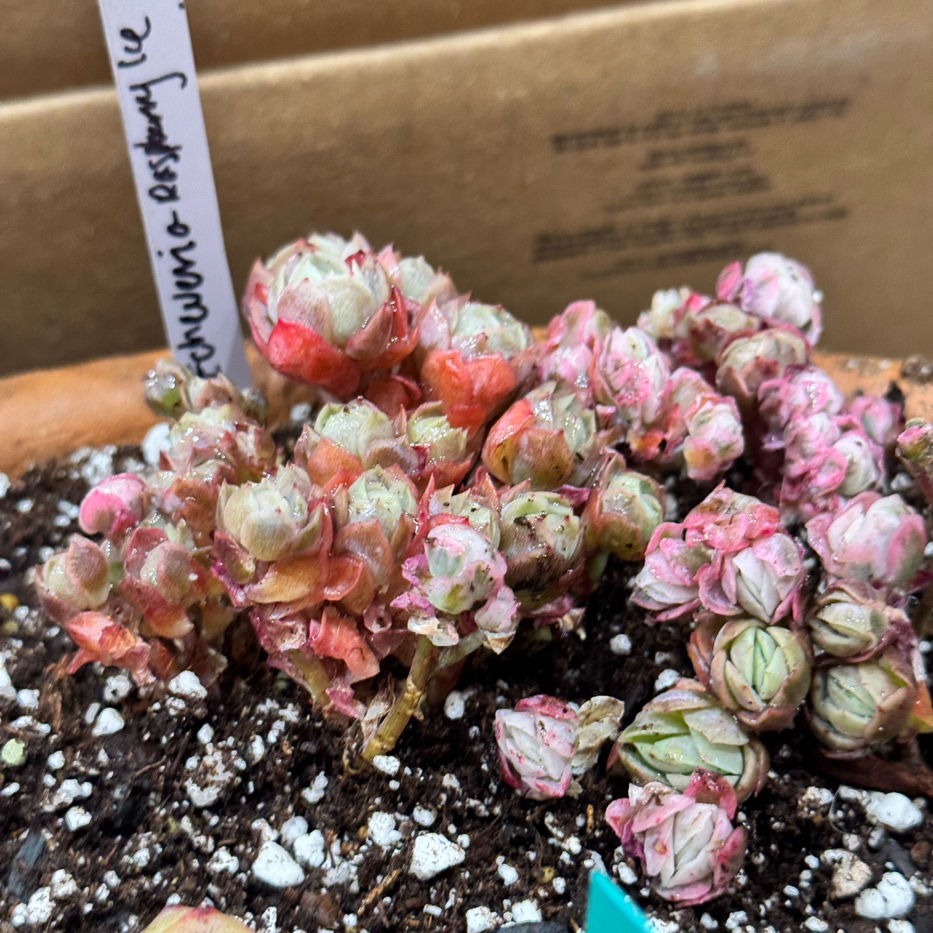 Photo of the plant species Echeveria 'Raspberry Ice' by @Propa named Echeveria Raspberry Ice on Greg, the plant care app