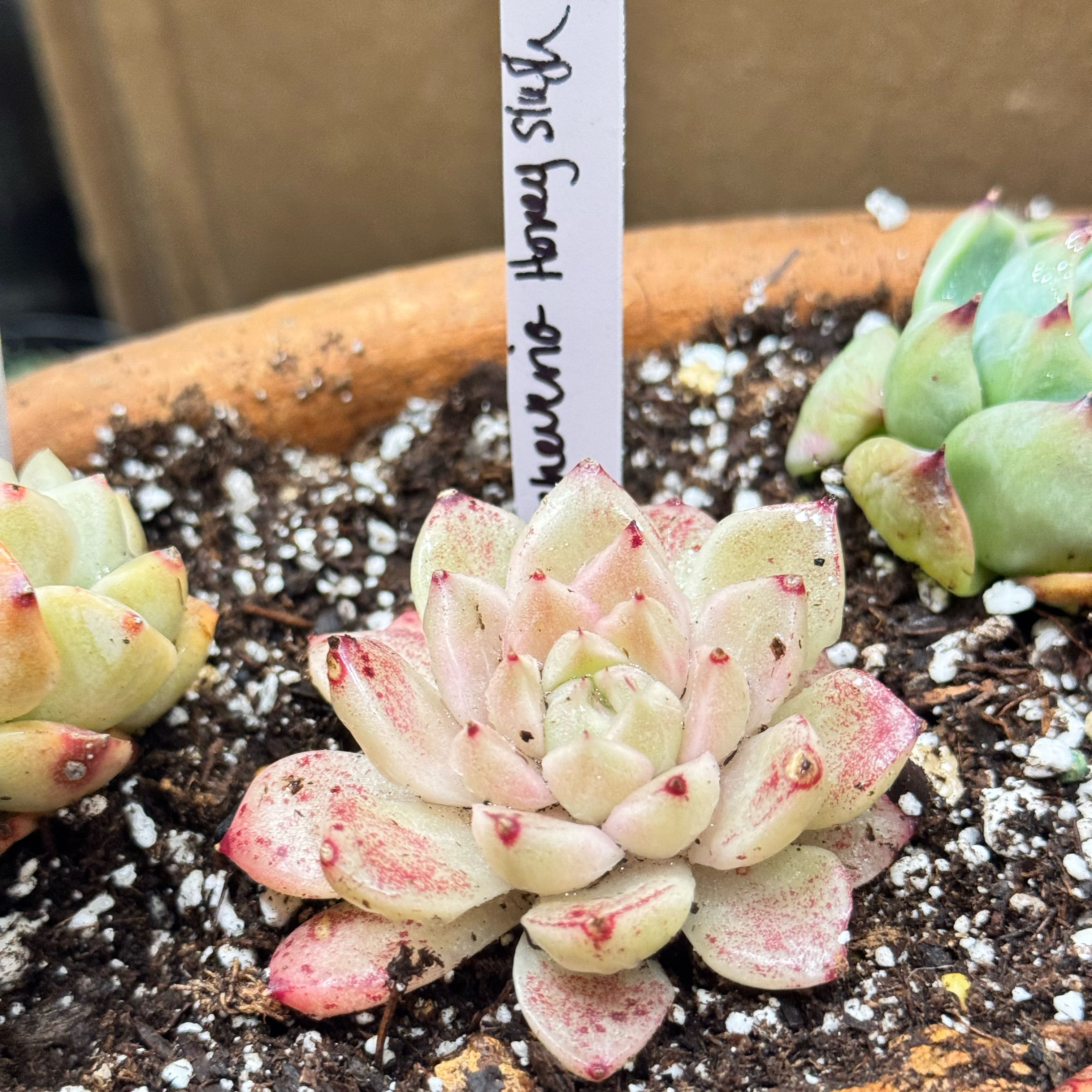 Photo of the plant species Honey Slush by @Propa named Echeveria Honey Slush on Greg, the plant care app