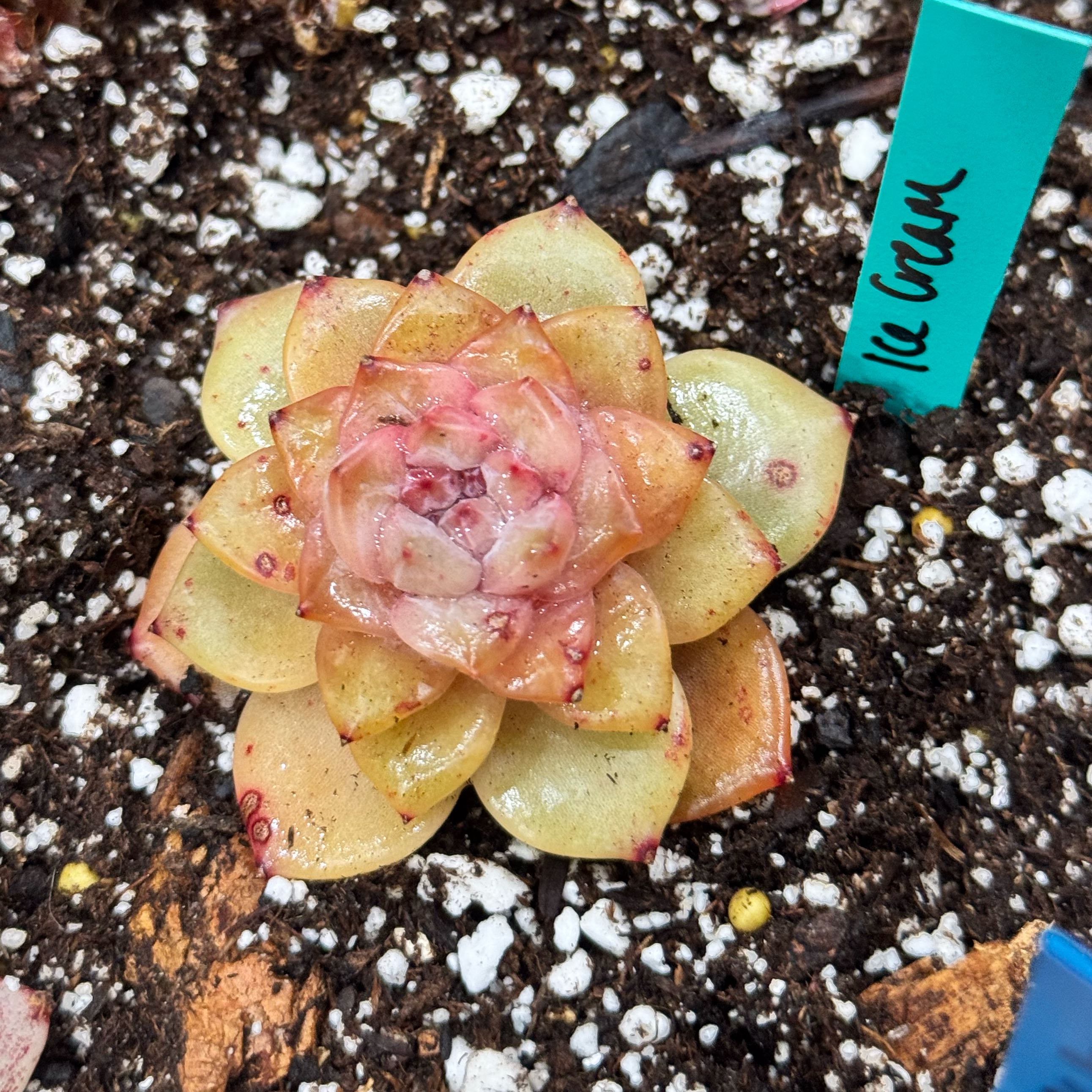 Photo of the plant species Ice Cream by @Propa named Echeveria Ice Cream on Greg, the plant care app