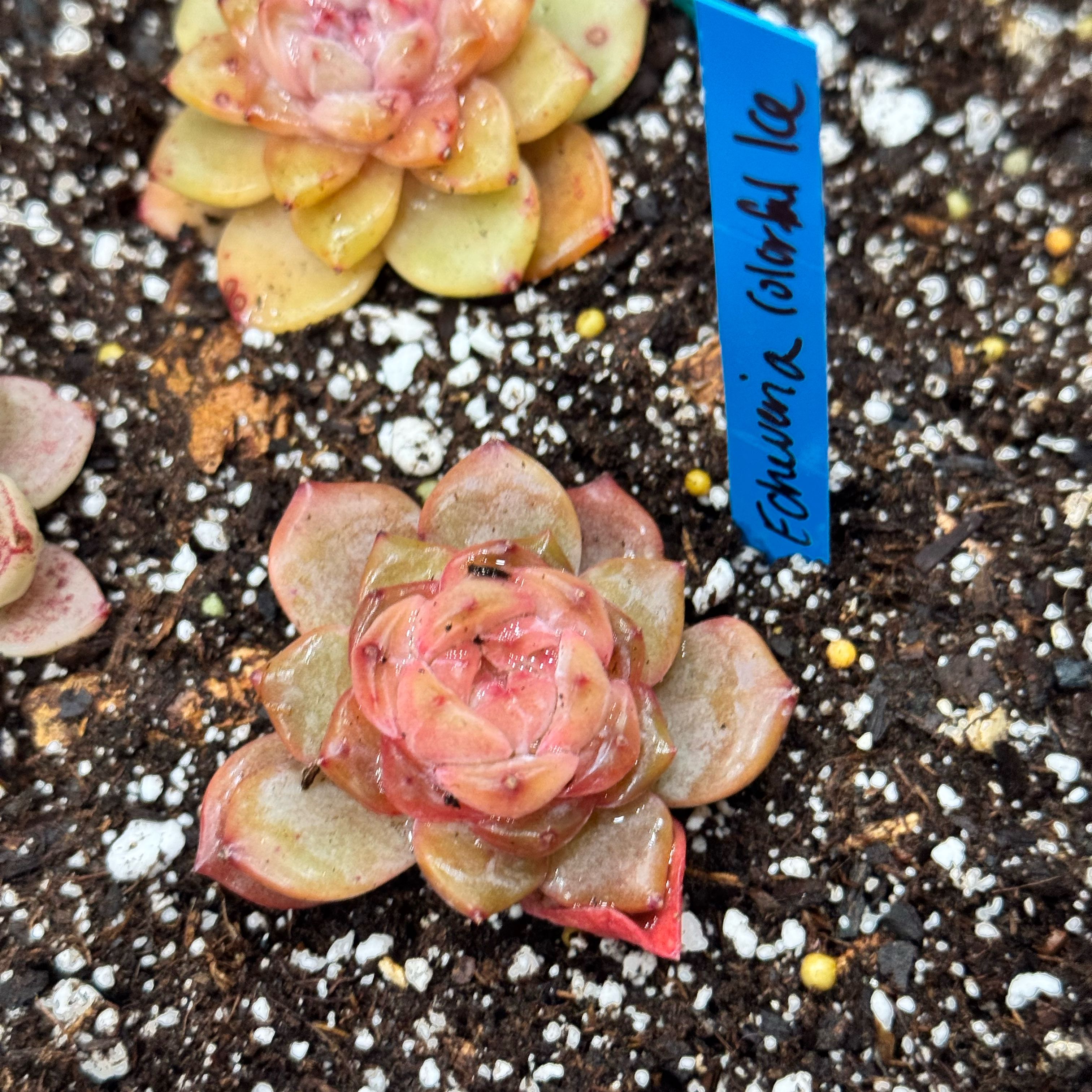Photo of the plant species Colorful Ice by @Propa named Echeveria Colorful Ice on Greg, the plant care app