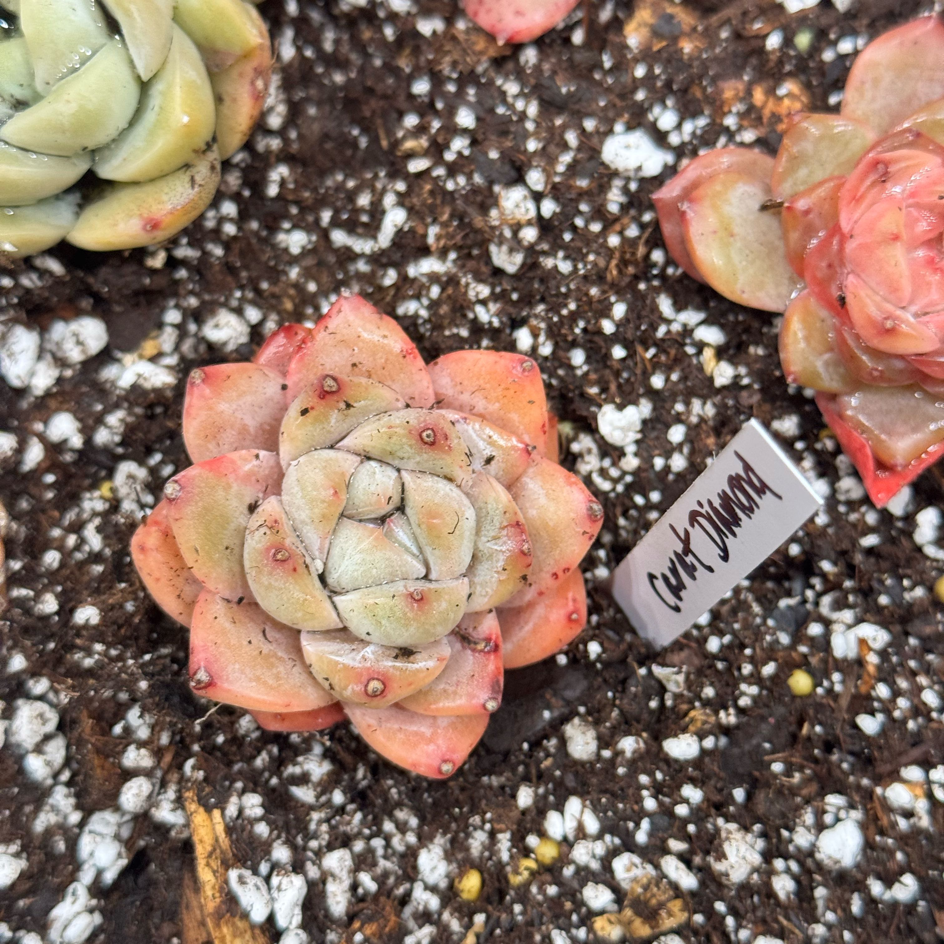 Photo of the plant species Carat Diamond by @Propa named Echeveria Carat Diamond on Greg, the plant care app