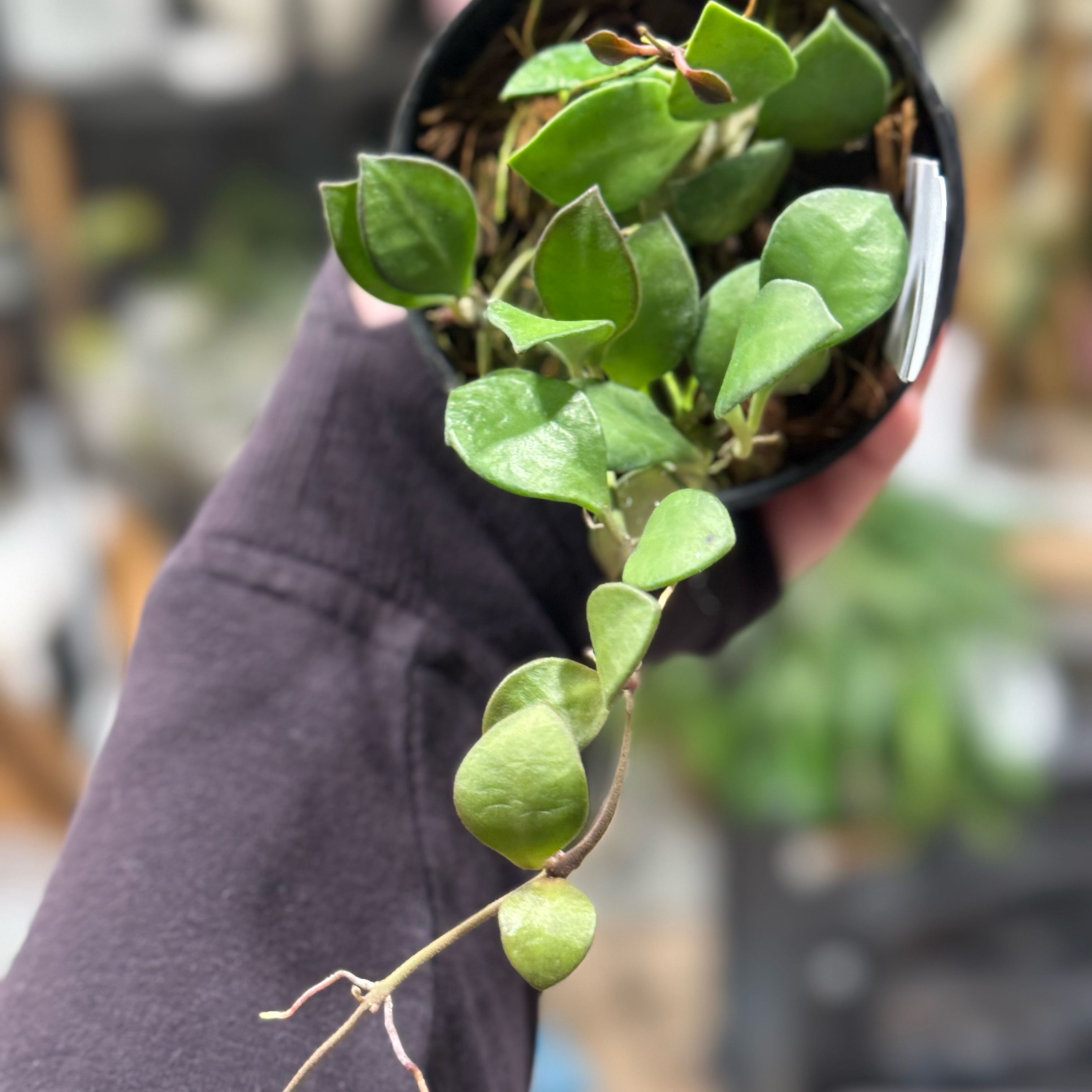 Photo of the plant species Hoya carmelae by @Propa named Hoya Carmelae on Greg, the plant care app