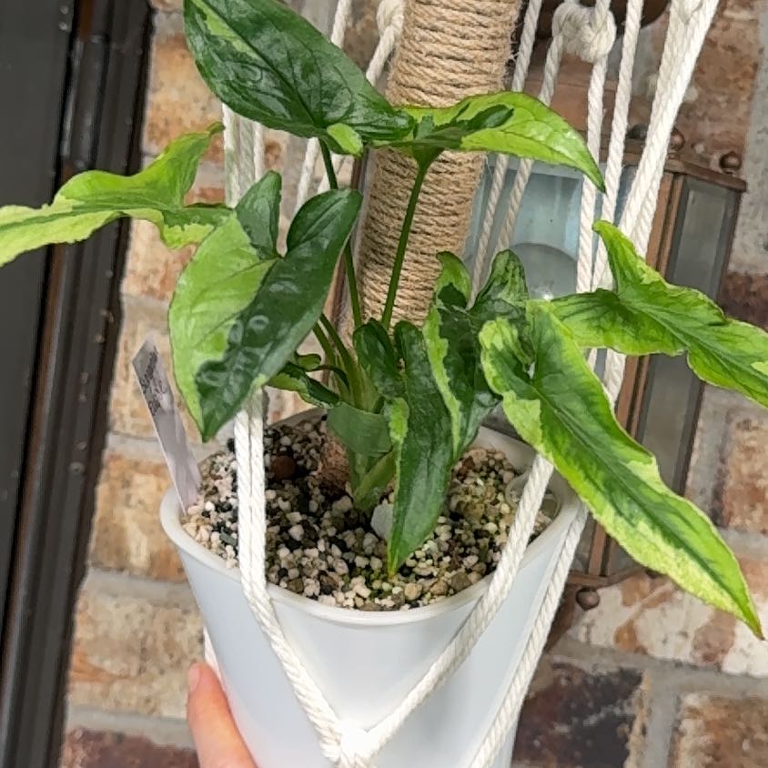 Photo of the plant species Syngonium Eclipse by @Propa named Syngonium Eclipse on Greg, the plant care app