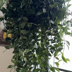 Photo of the plant species Hoya 'Lacunosa Album' by @Propa named Hoya Lacunosa on Greg, the plant care app