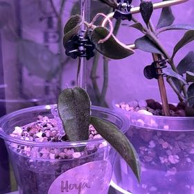 Photo of the plant species Hoya thomsonii pink by @Propa named Hoya Thomsonii Pink on Greg, the plant care app