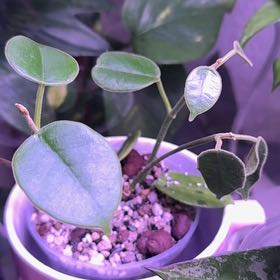 Photo of the plant species Hoya monetteae by @Propa named Hoya Monet on Greg, the plant care app