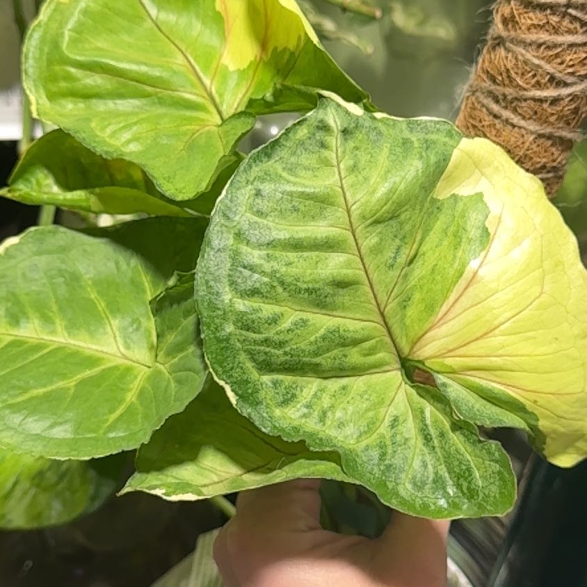 Photo of the plant species Syngonium Mango Allusion Variegated by @Propa named Syngonium Mango Allusion Variegated on Greg, the plant care app