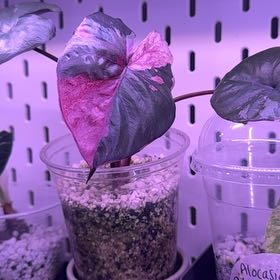 Photo of the plant species Alocasia Pink Serendipity by @Propa named Alocasia Pink Serendipity on Greg, the plant care app