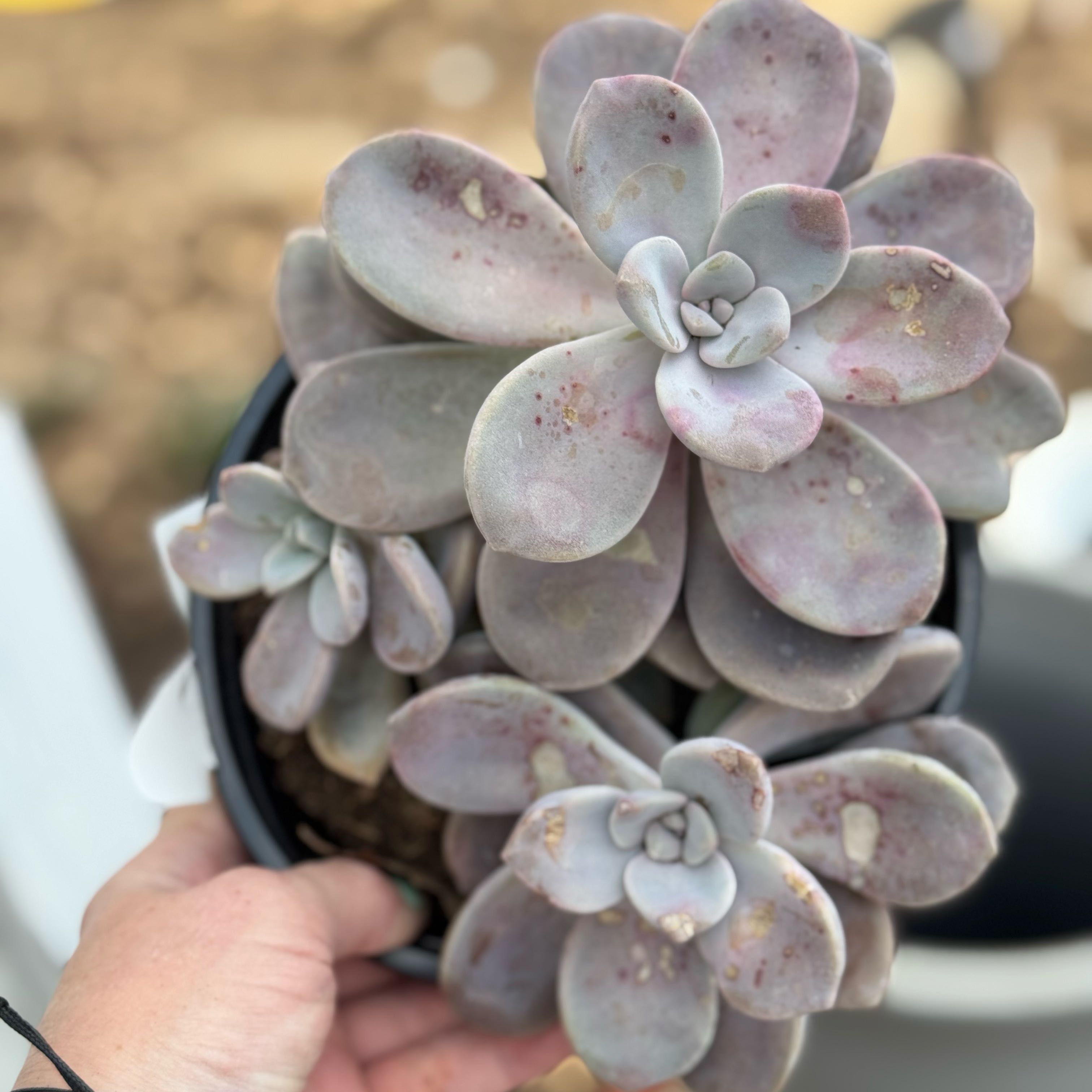 Photo of the plant species Assorted Graptosedum by @Propa named Graptosedum? on Greg, the plant care app