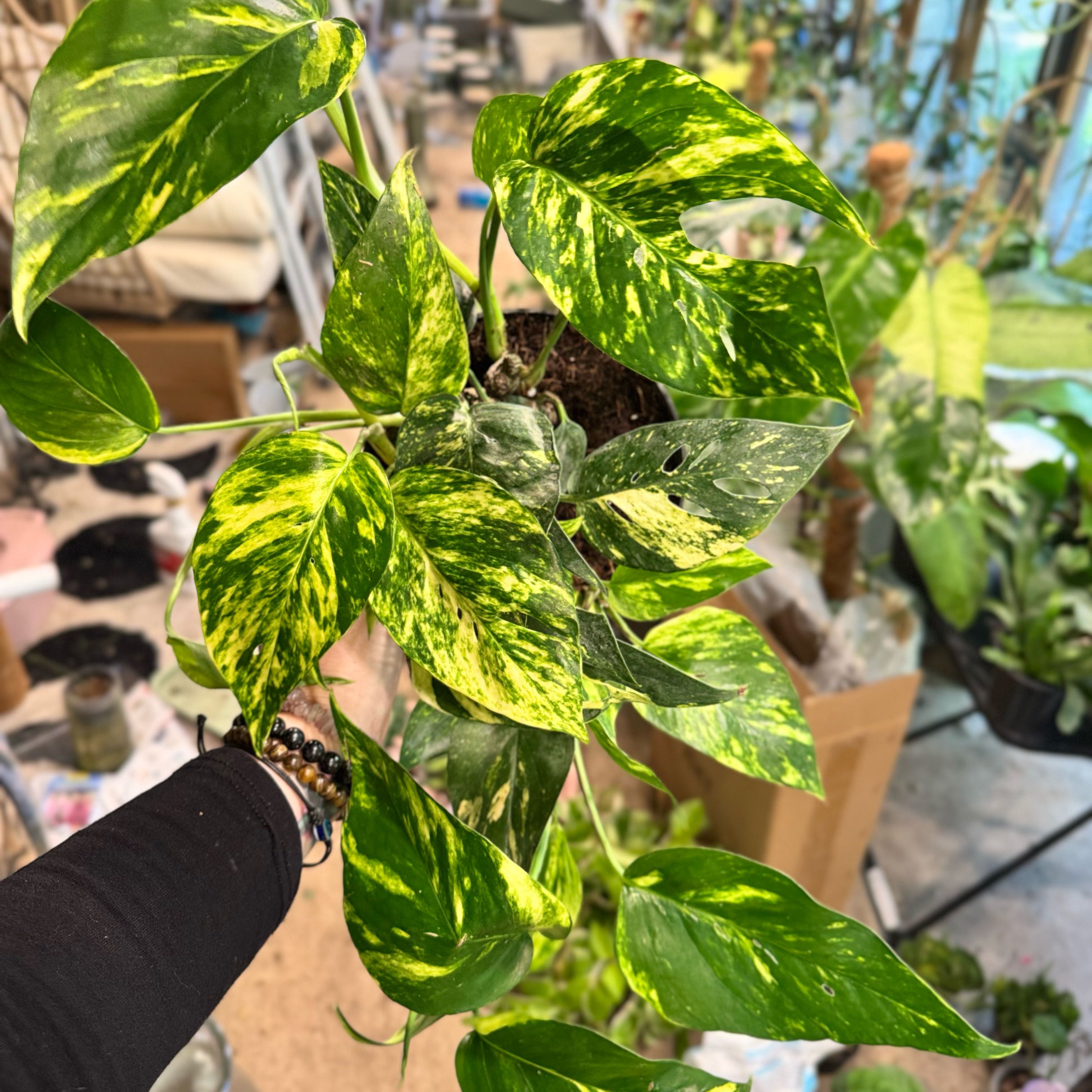 Photo of the plant species Epipremnum 'Sunburst' by @Propa named Epi Sunburst on Greg, the plant care app