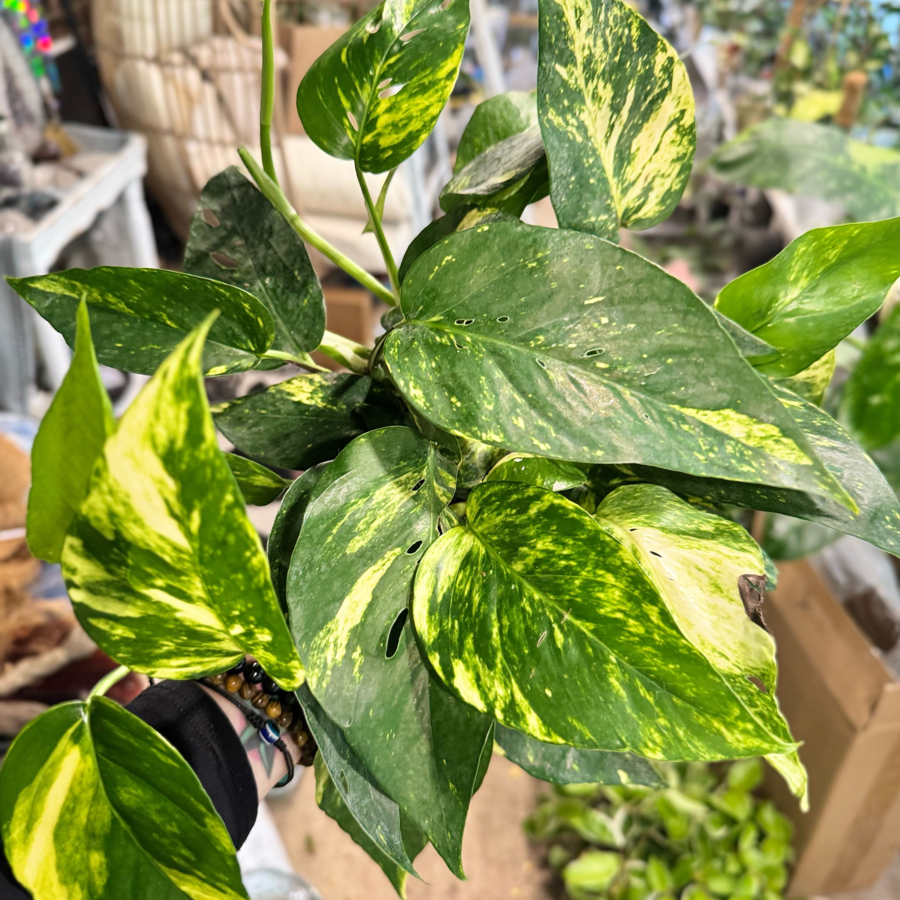 Photo of the plant species Epipremnum 'Sunburst' by @Propa named Epi Sunburst on Greg, the plant care app