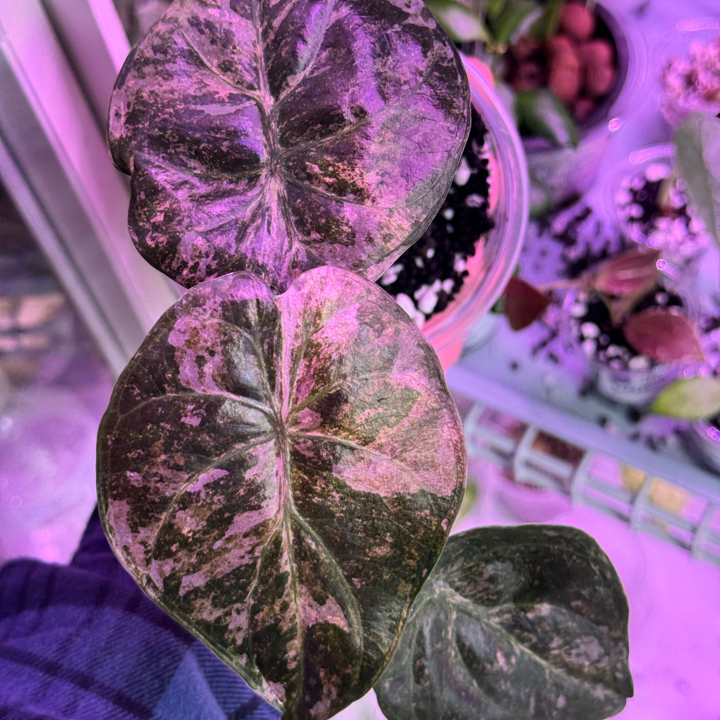 Photo of the plant species alocasia wentii silver splash by @Propa named Alocasia Wentii Pink Silver Splash on Greg, the plant care app
