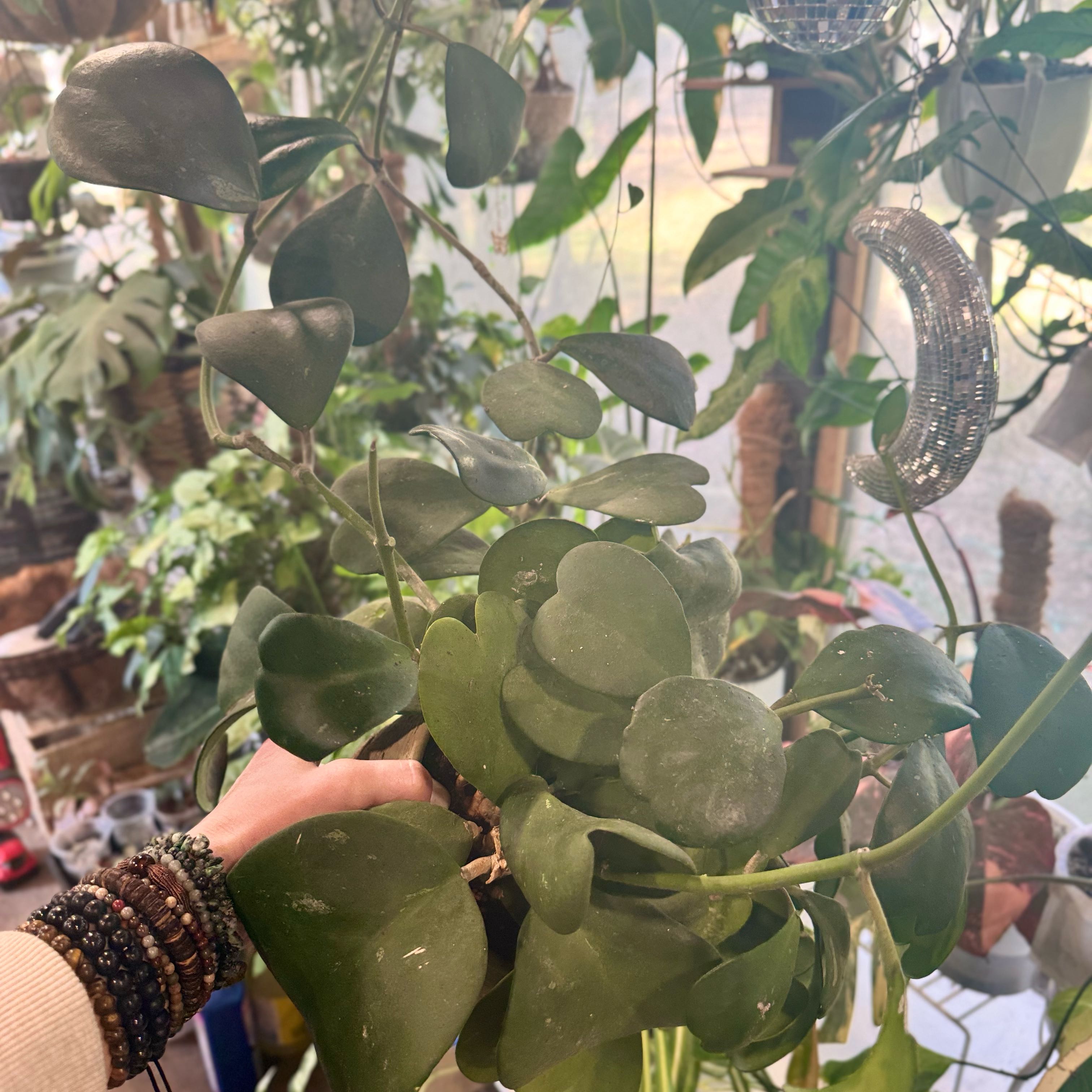 Photo of the plant species Splash Sweetheart Hoya by @Propa named Hoya Kerri on Greg, the plant care app