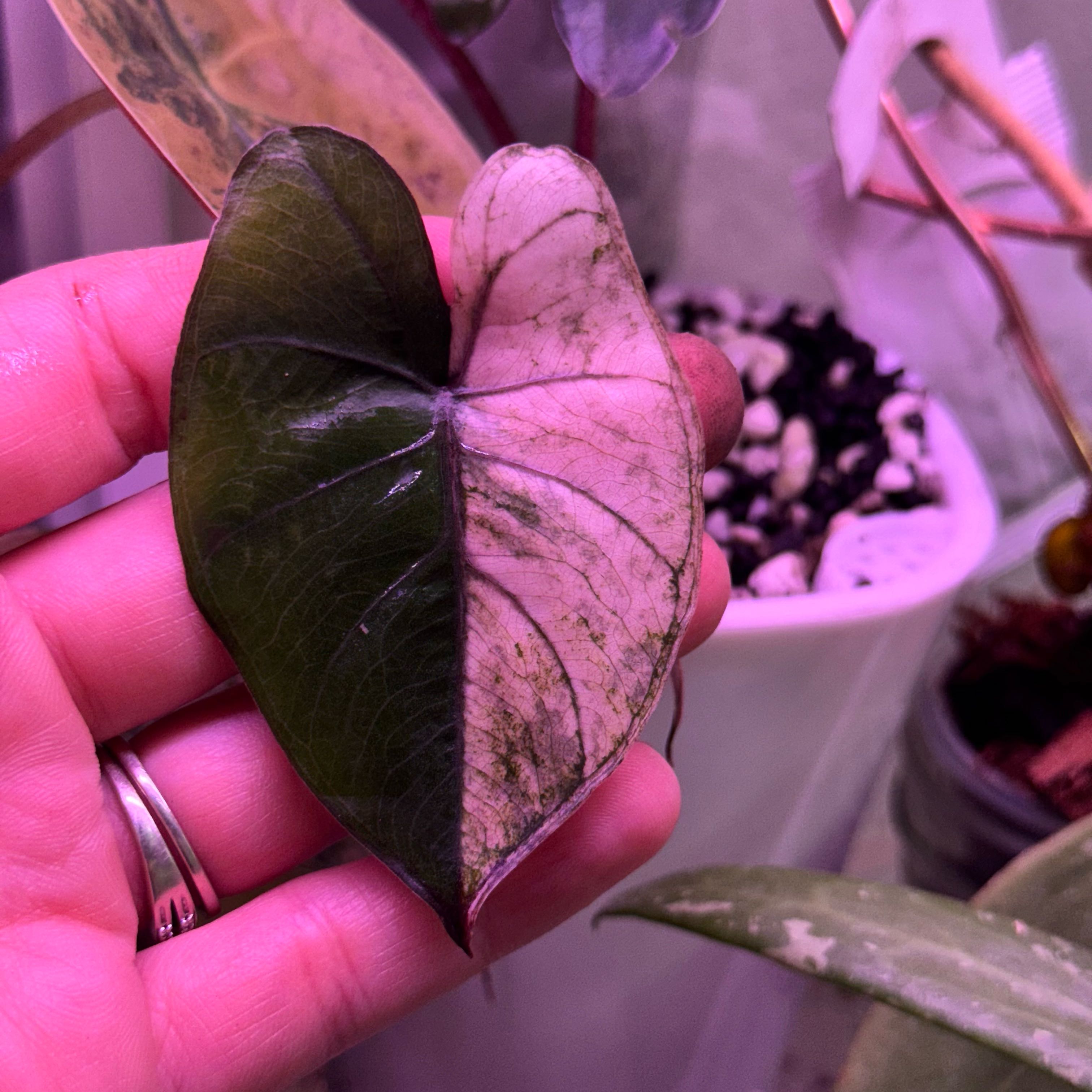 Photo of the plant species Pink Yucatan Princess by @Propa named Alocasia Pink Yucatan Princess on Greg, the plant care app