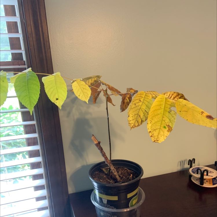 Plant care for Arizona Black Walnut on Greg, the plant care app