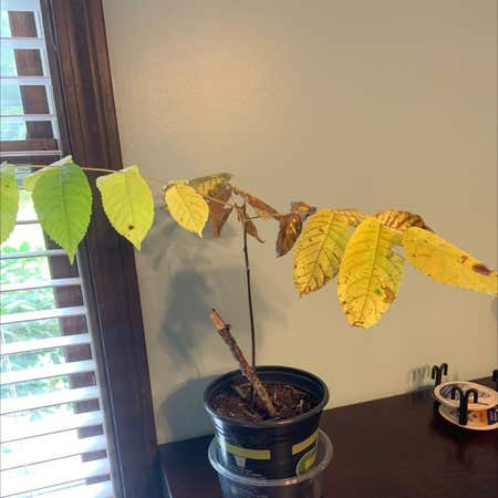 Photo of the plant species Black Walnut by Disarmingpeyote named Your plant on Greg, the plant care app
