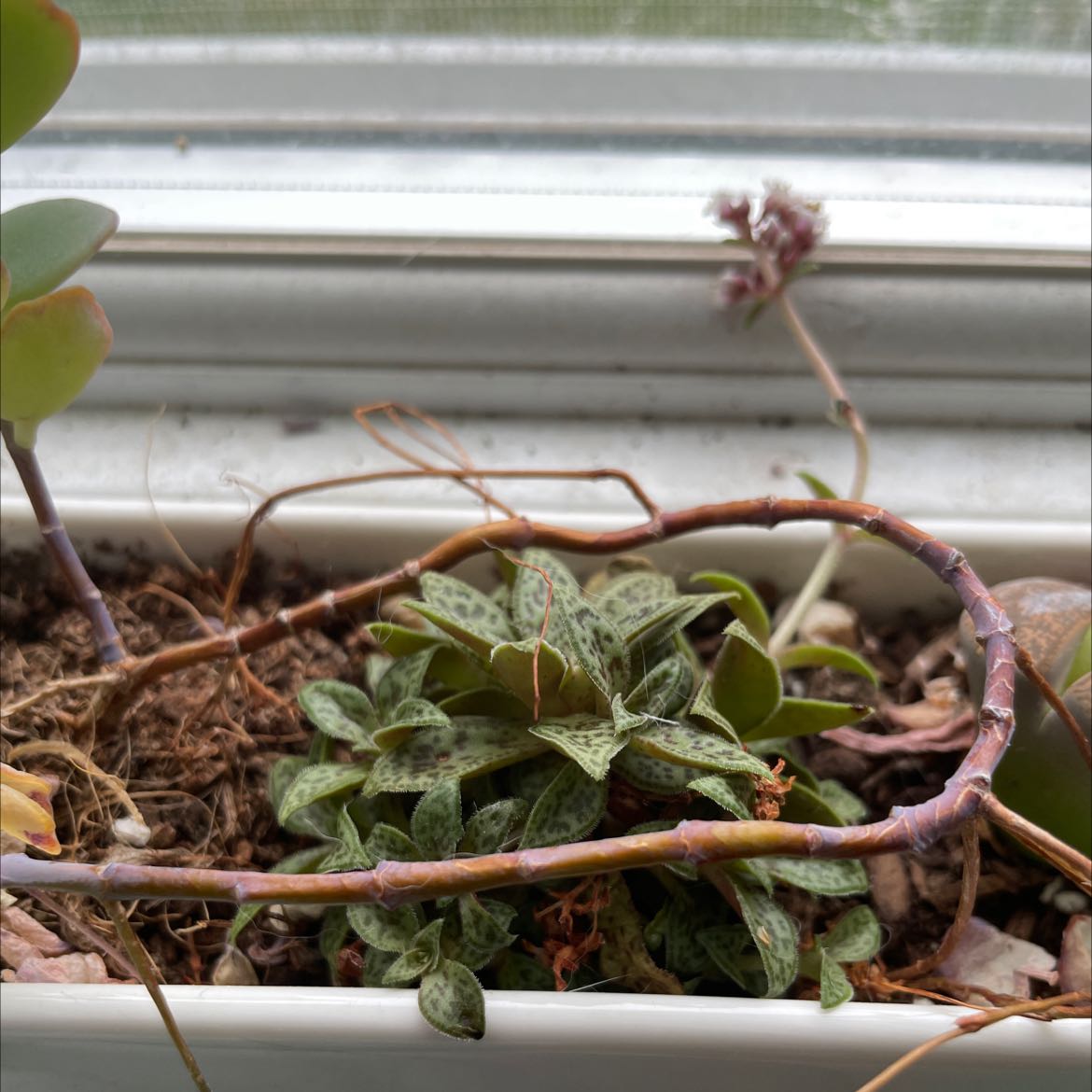 Photo of the plant species Crassula volkensii by @WittyBearsear named Your plant on Greg, the plant care app