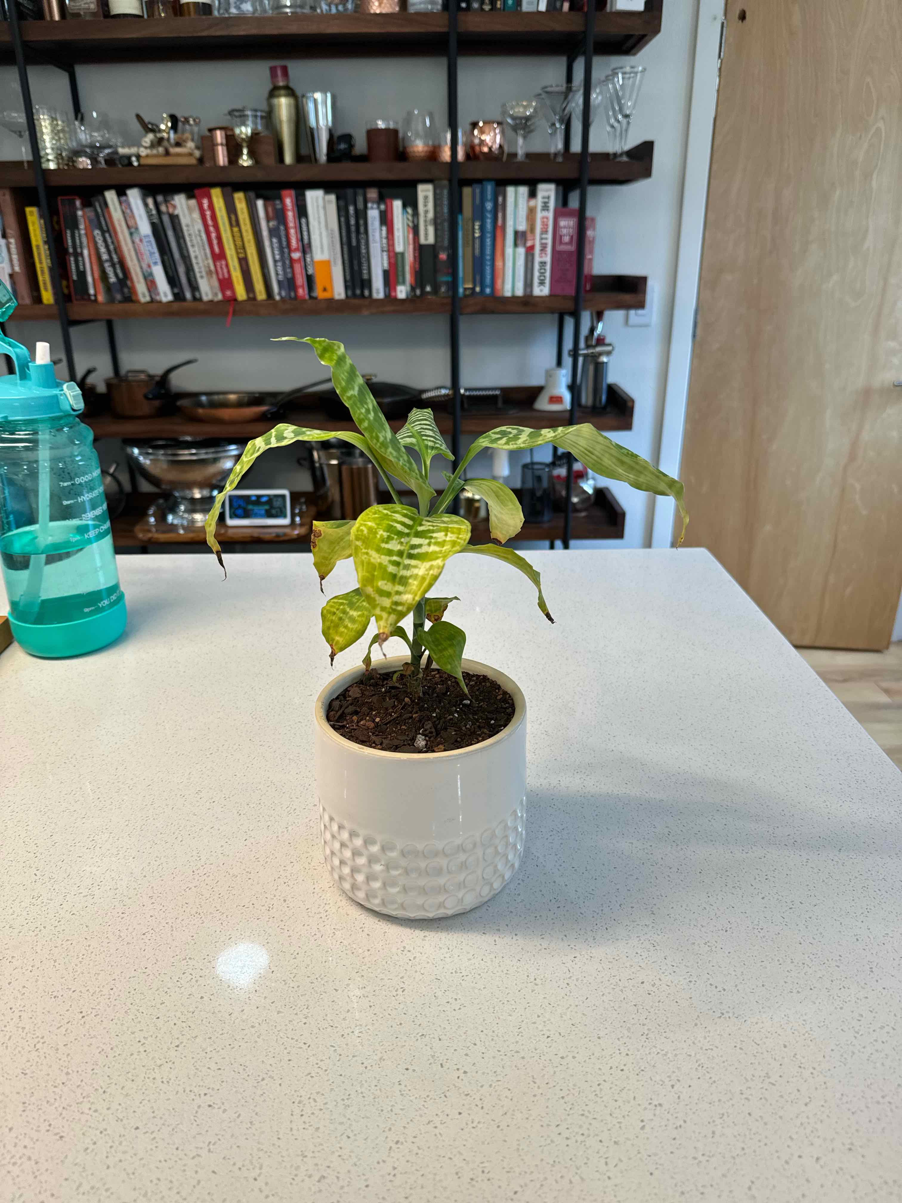 Photo of the plant species Zebra Striped Dragon Tree by @PlantDaddie named Wall-E on Greg, the plant care app