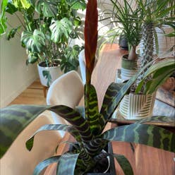 Flaming Sword Bromeliad plant