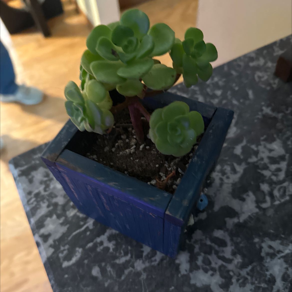 Photo of the plant species Palmer's Sedum by @FavoredBorage named Fred on Greg, the plant care app