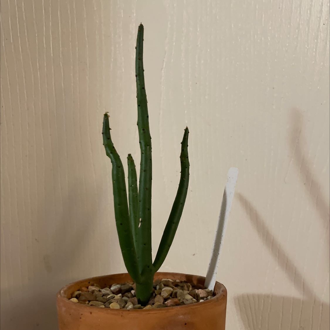 Photo of the plant species Cat Tails Euphorbia by @VipSpanishelm named Rosa on Greg, the plant care app