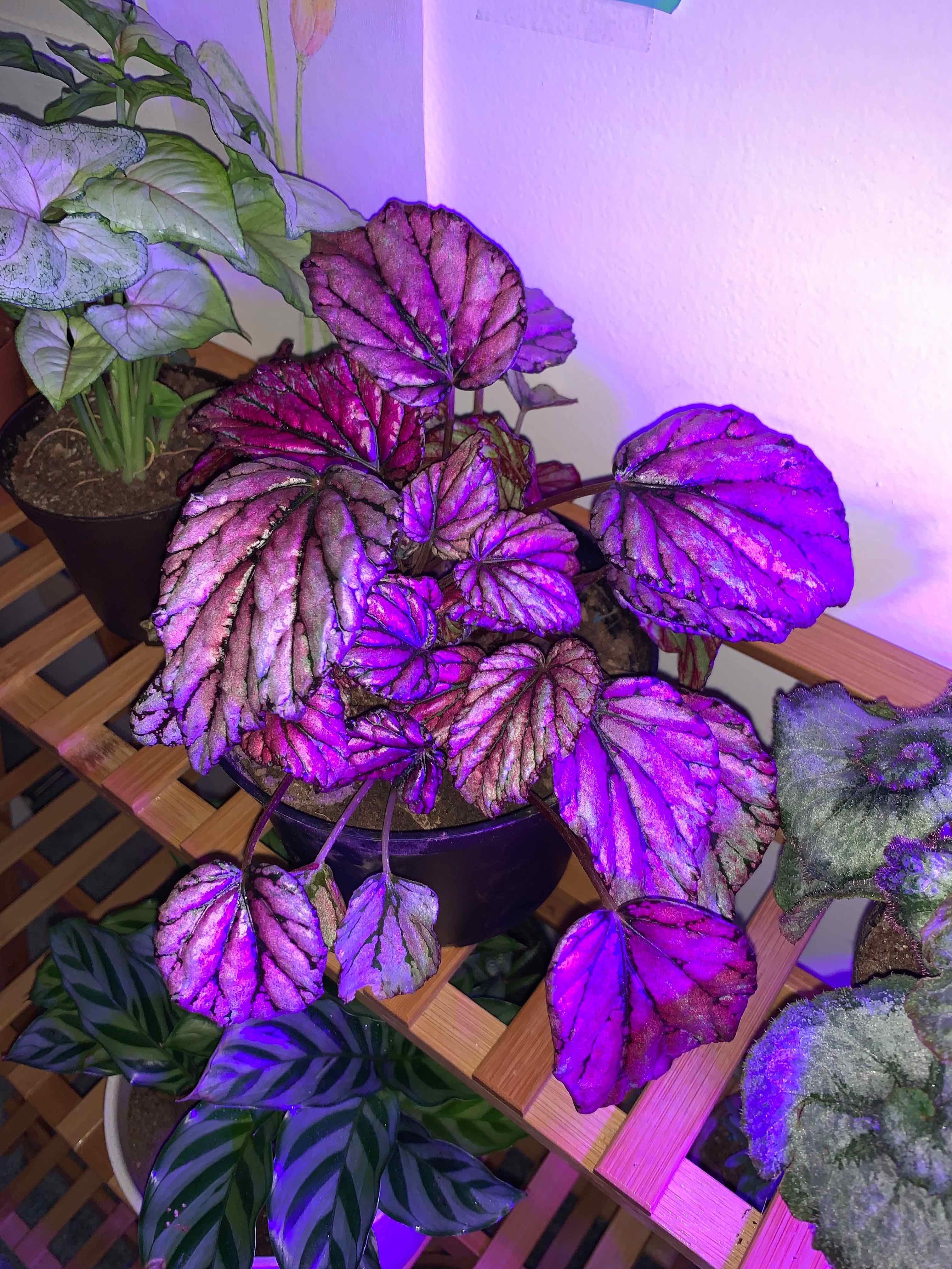 Rex Begonia plant with distinctively colored leaves under artificial lighting.
