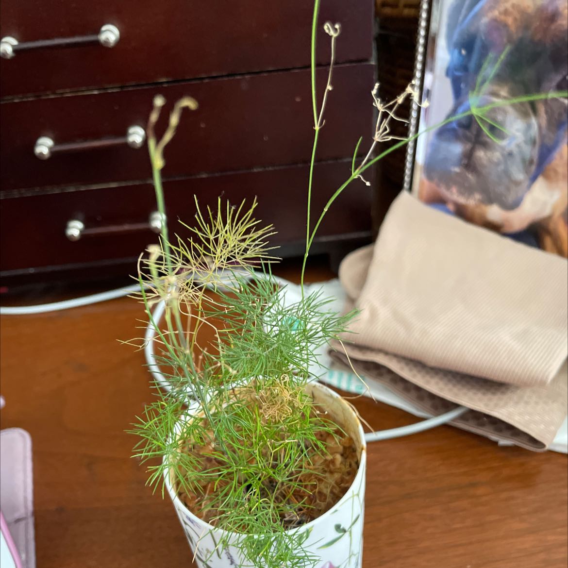 Potted Common Fennel plant with sparse foliage and visible soil.